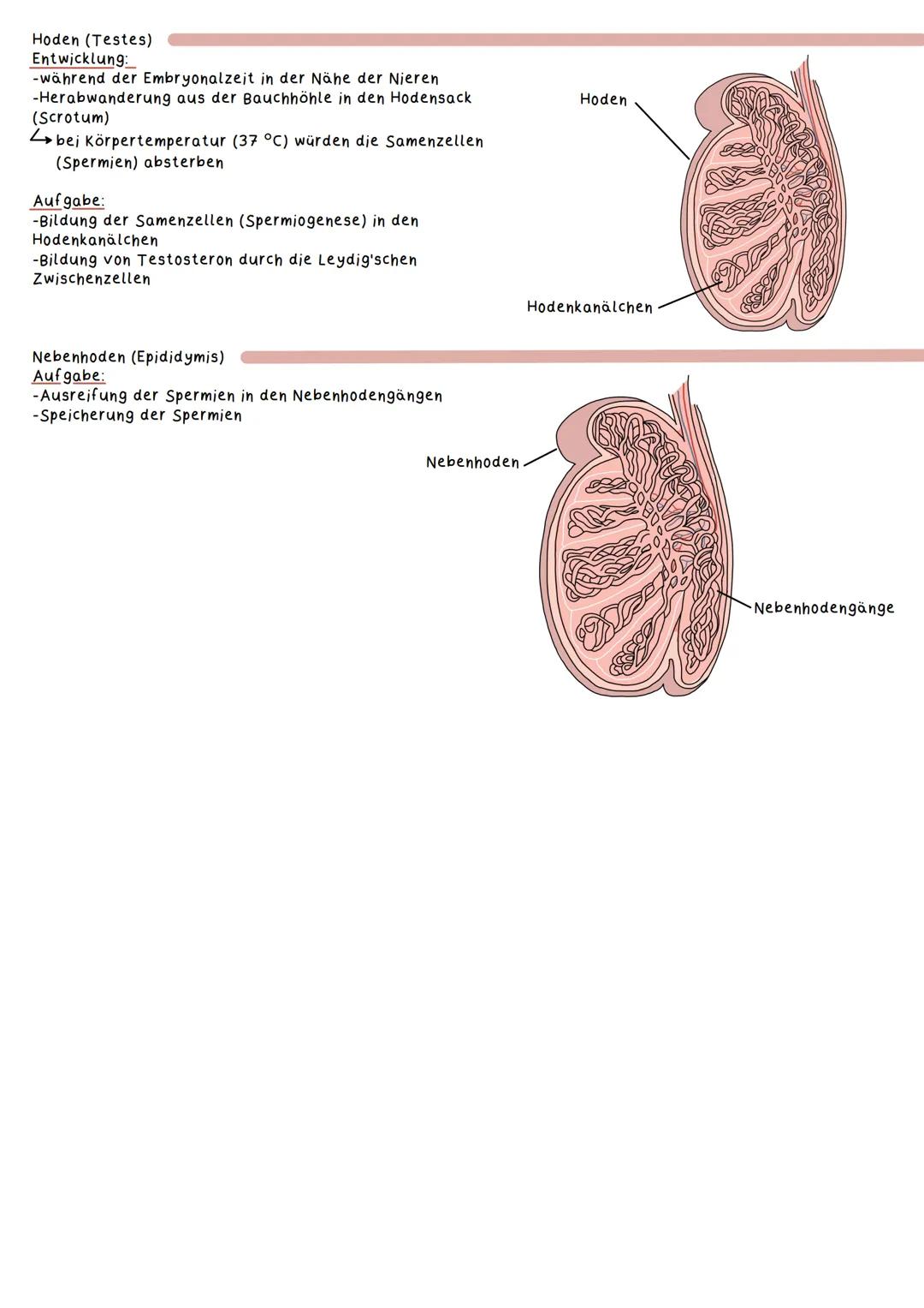 Geschlechtsorgane
Weibliche Geschlechtsorgane:
Primäre Geschlechtsmerkmale
Definition:
Geschlechtsmerkmale, die unmittelbar zur Fortpflanzu