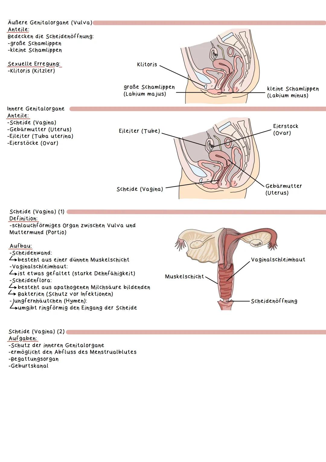 Geschlechtsorgane
Weibliche Geschlechtsorgane:
Primäre Geschlechtsmerkmale
Definition:
Geschlechtsmerkmale, die unmittelbar zur Fortpflanzu