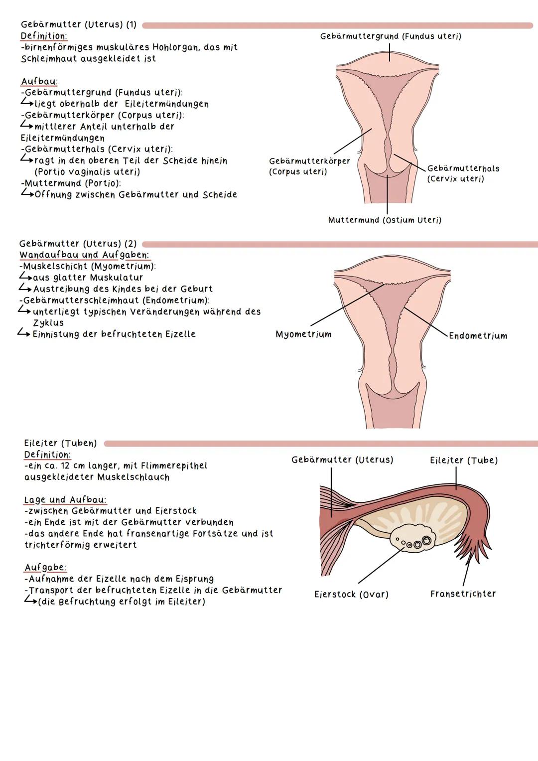 Geschlechtsorgane
Weibliche Geschlechtsorgane:
Primäre Geschlechtsmerkmale
Definition:
Geschlechtsmerkmale, die unmittelbar zur Fortpflanzu