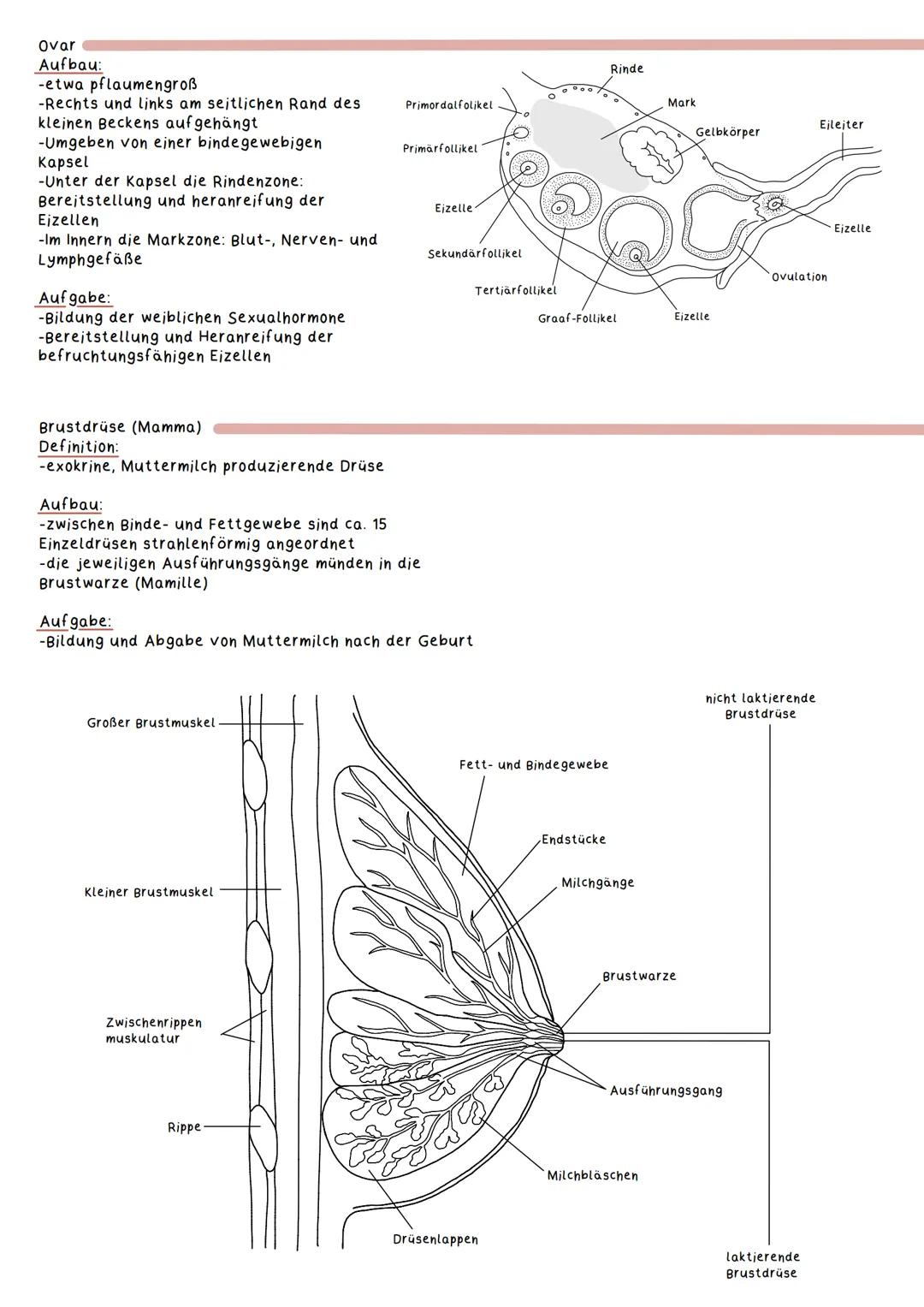 Geschlechtsorgane
Weibliche Geschlechtsorgane:
Primäre Geschlechtsmerkmale
Definition:
Geschlechtsmerkmale, die unmittelbar zur Fortpflanzu