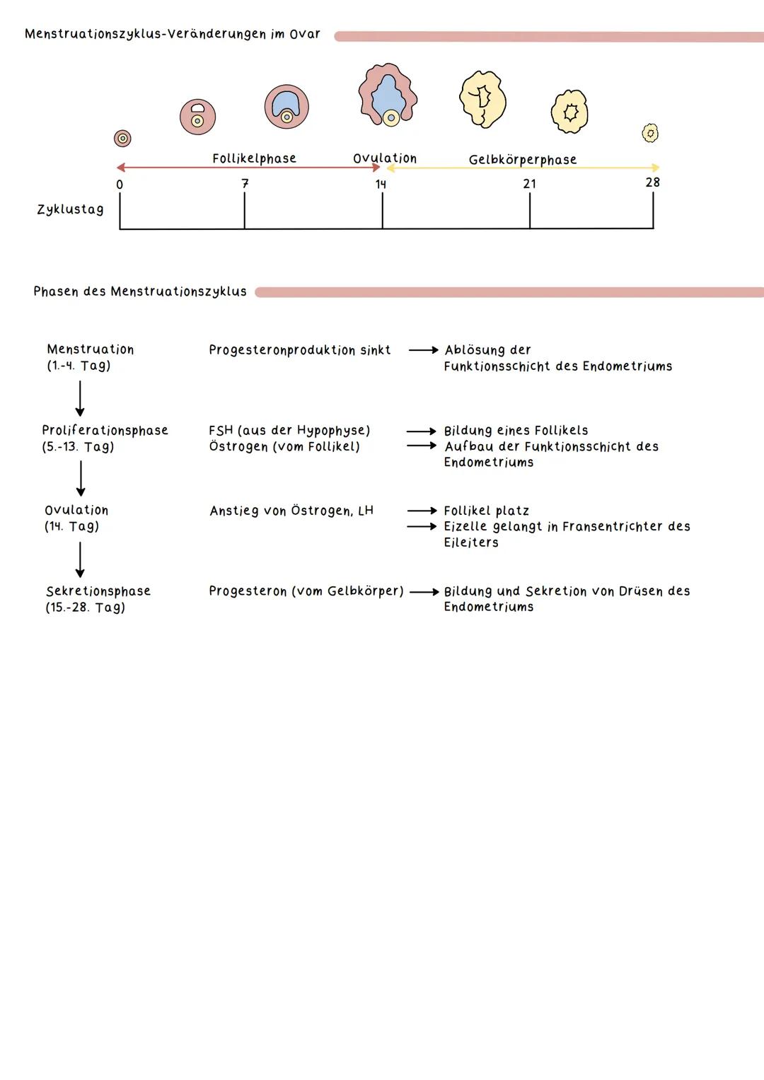 Geschlechtsorgane
Weibliche Geschlechtsorgane:
Primäre Geschlechtsmerkmale
Definition:
Geschlechtsmerkmale, die unmittelbar zur Fortpflanzu