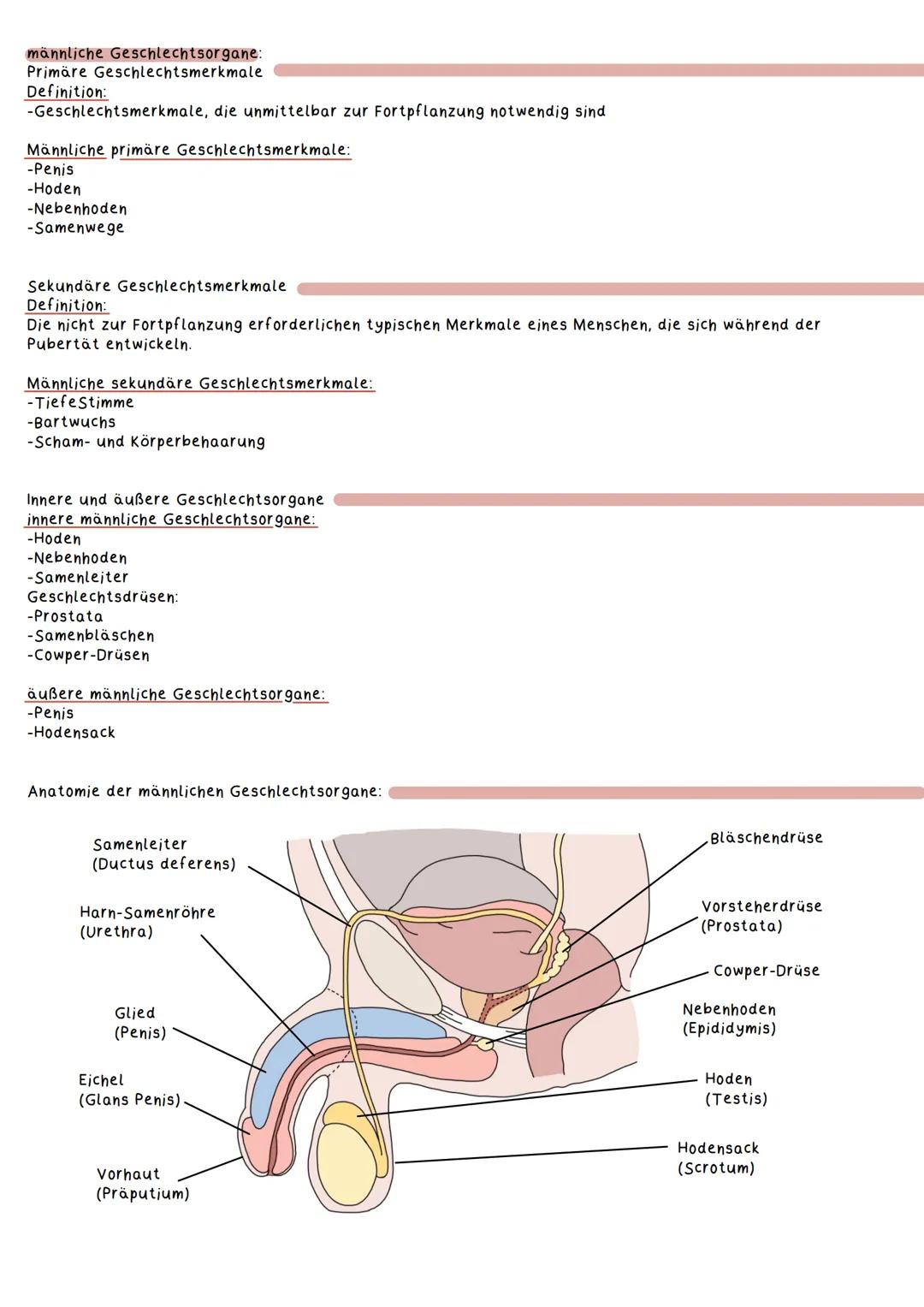 Geschlechtsorgane
Weibliche Geschlechtsorgane:
Primäre Geschlechtsmerkmale
Definition:
Geschlechtsmerkmale, die unmittelbar zur Fortpflanzu