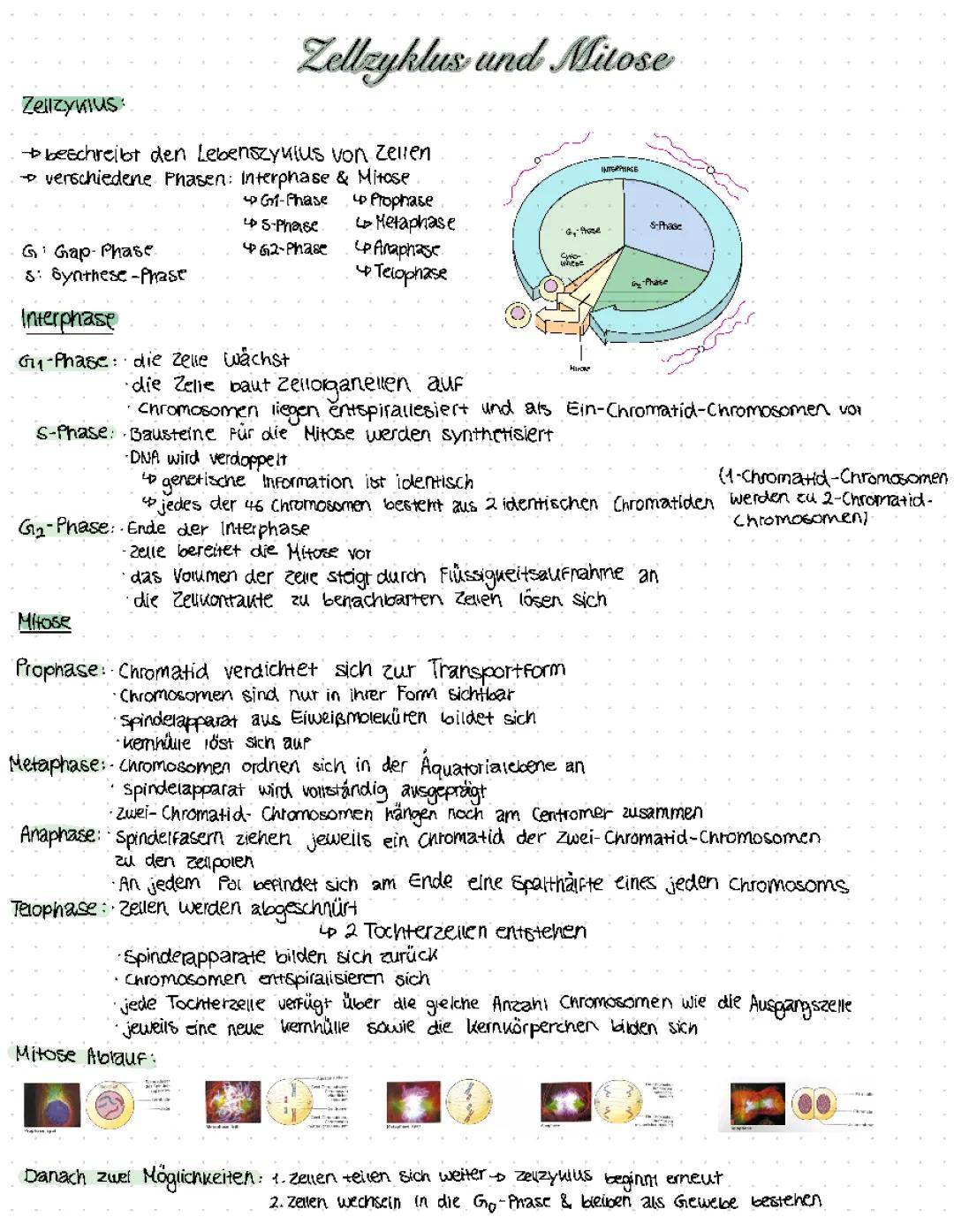 Zellzyklus und Mitose