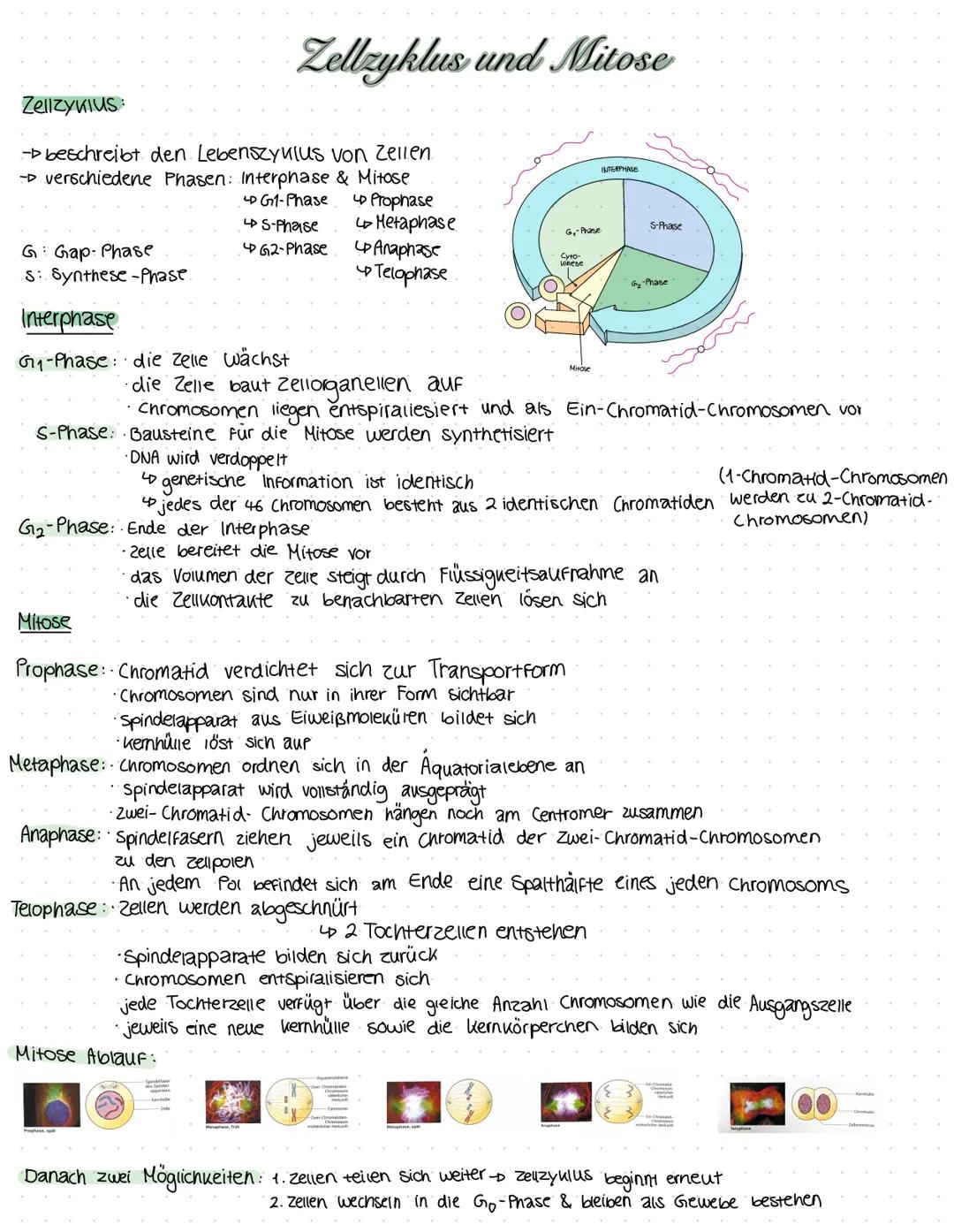 Zellzyklus
- beschreibt den Lebenszyklus von Zellen.
- verschiedene Phasen: Interphase & Mitose
up Prophase
4 G1-Phase
↳ S-Phase
4G2-Phase
G