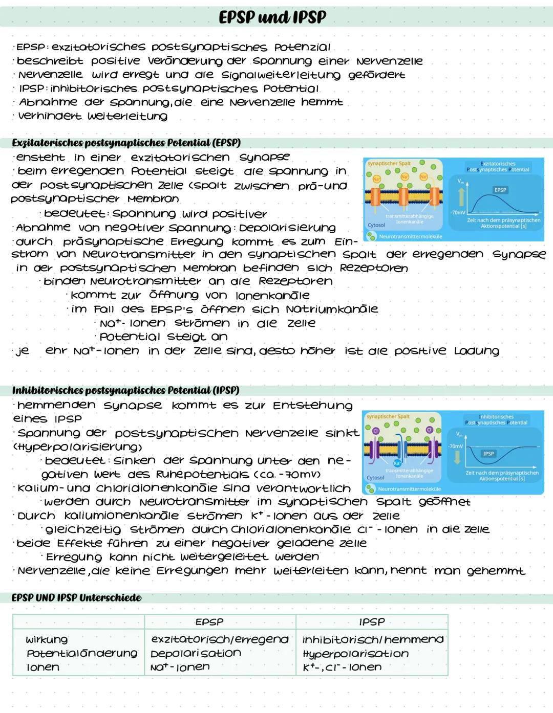 # EPSP und IPSP
- EPSP: exzitatorisches postsynaptisches Potenzial
- beschreibt positive veränderung der spannung einer Nervenzelle
- Nerve