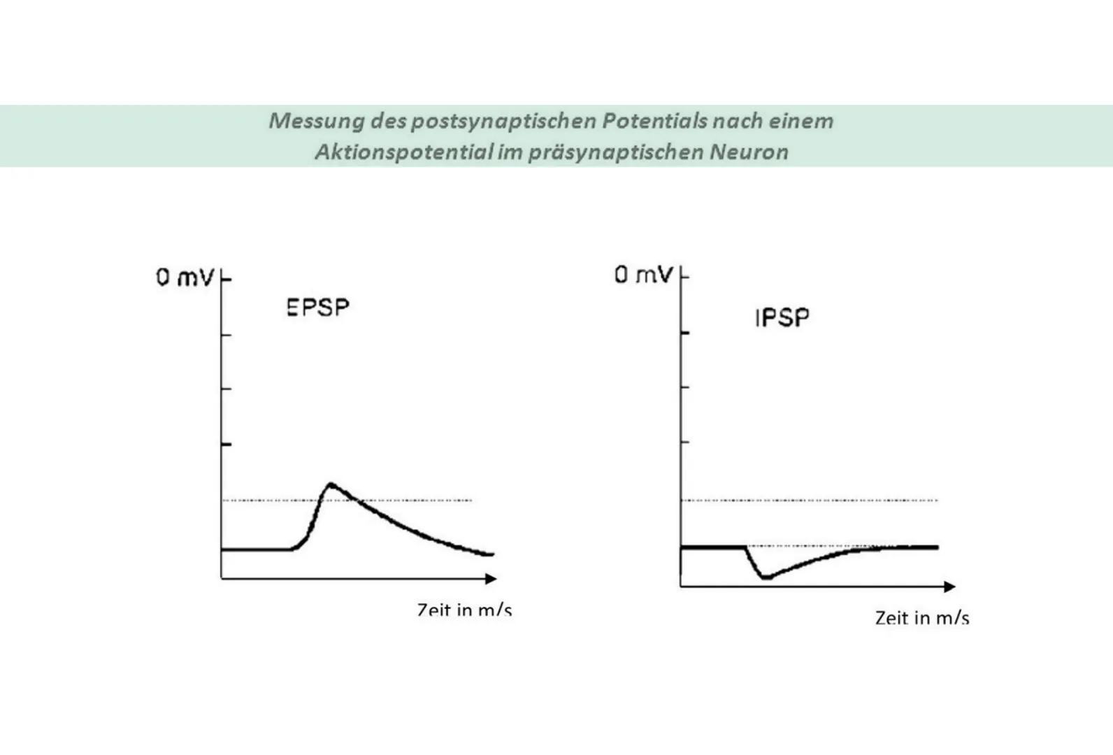 # EPSP und IPSP
- EPSP: exzitatorisches postsynaptisches Potenzial
- beschreibt positive veränderung der spannung einer Nervenzelle
- Nerve