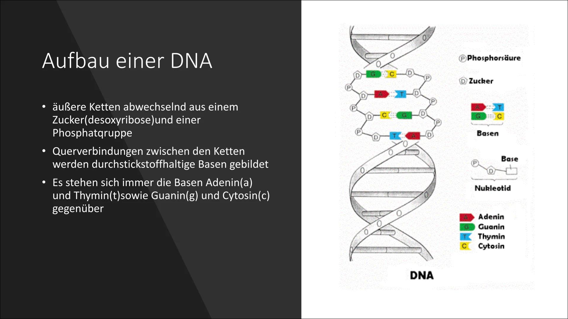 # Die DNA
xxx # Wichtige Begriffe
• DNA: „Desoxyribonukleinsäure“
• Gen: Abschnitt auf DNA (enthält Grundinformation für RNA)
• Genom: Ges