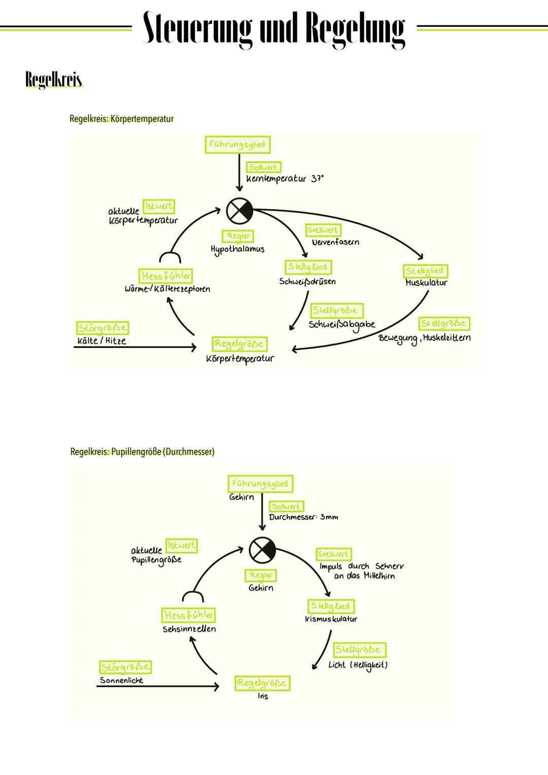 Regelkreis
Begriff
Regelgröße
Störgröße
Messfühler
Istwert
Sollwert
Regler
Führungsglied
Stellwert
Stellglied
Stellgröße
Steuerung und Regel