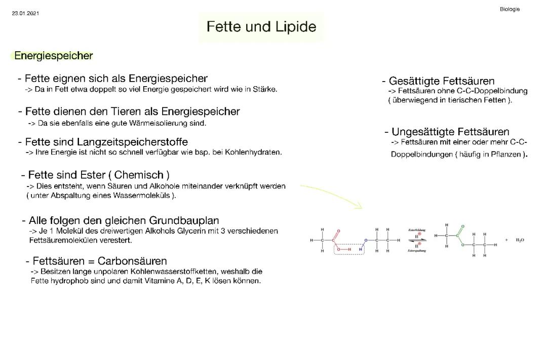 Fette und Lipide