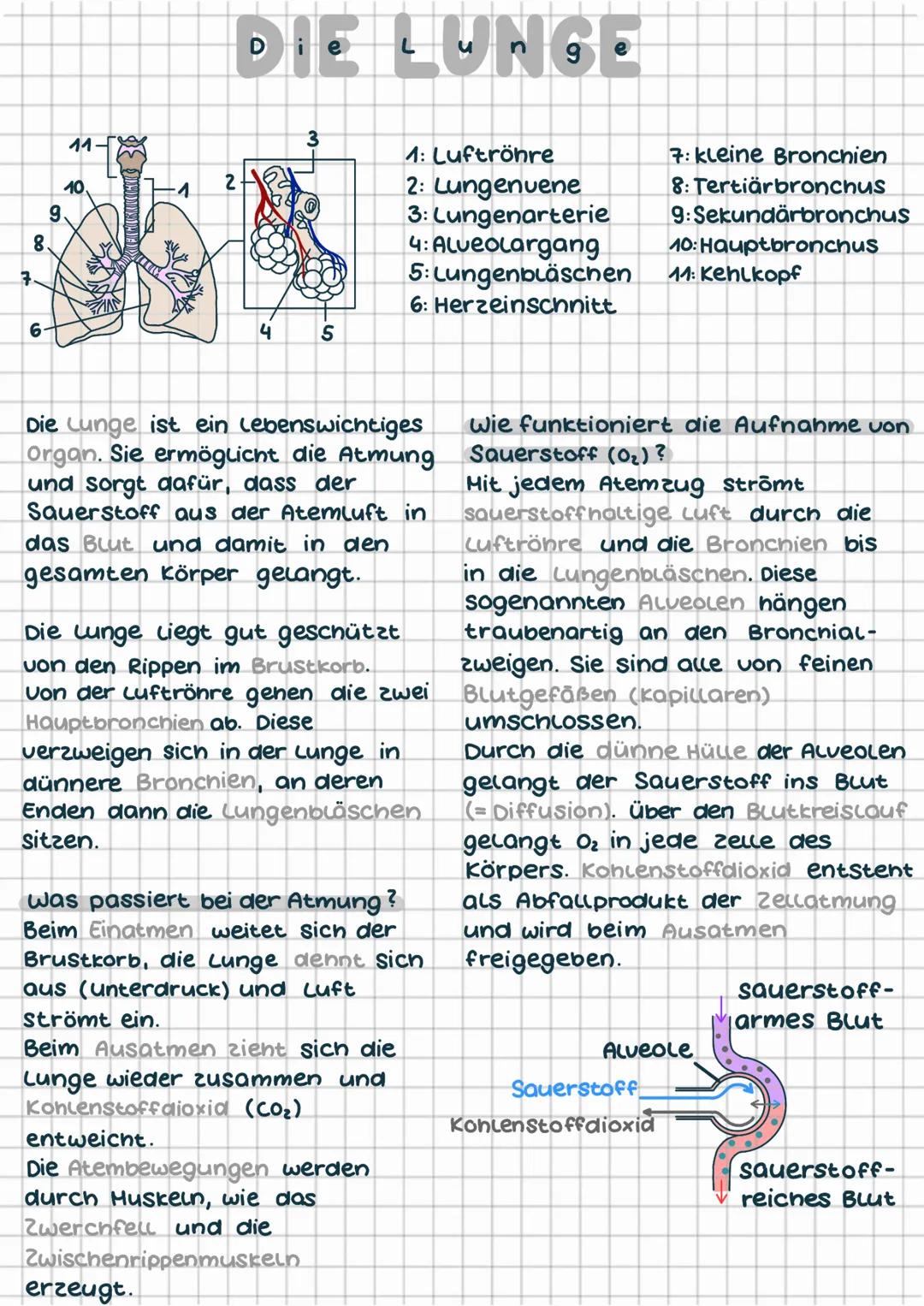 7
8.
6
11-
10
9.
·1
DE LUNGE
2
4
3
erzeugt.
-5
5
Die Lunge ist ein lebenswichtiges
Organ. Sie ermöglicht die Atmung
und sorgt dafür, dass de