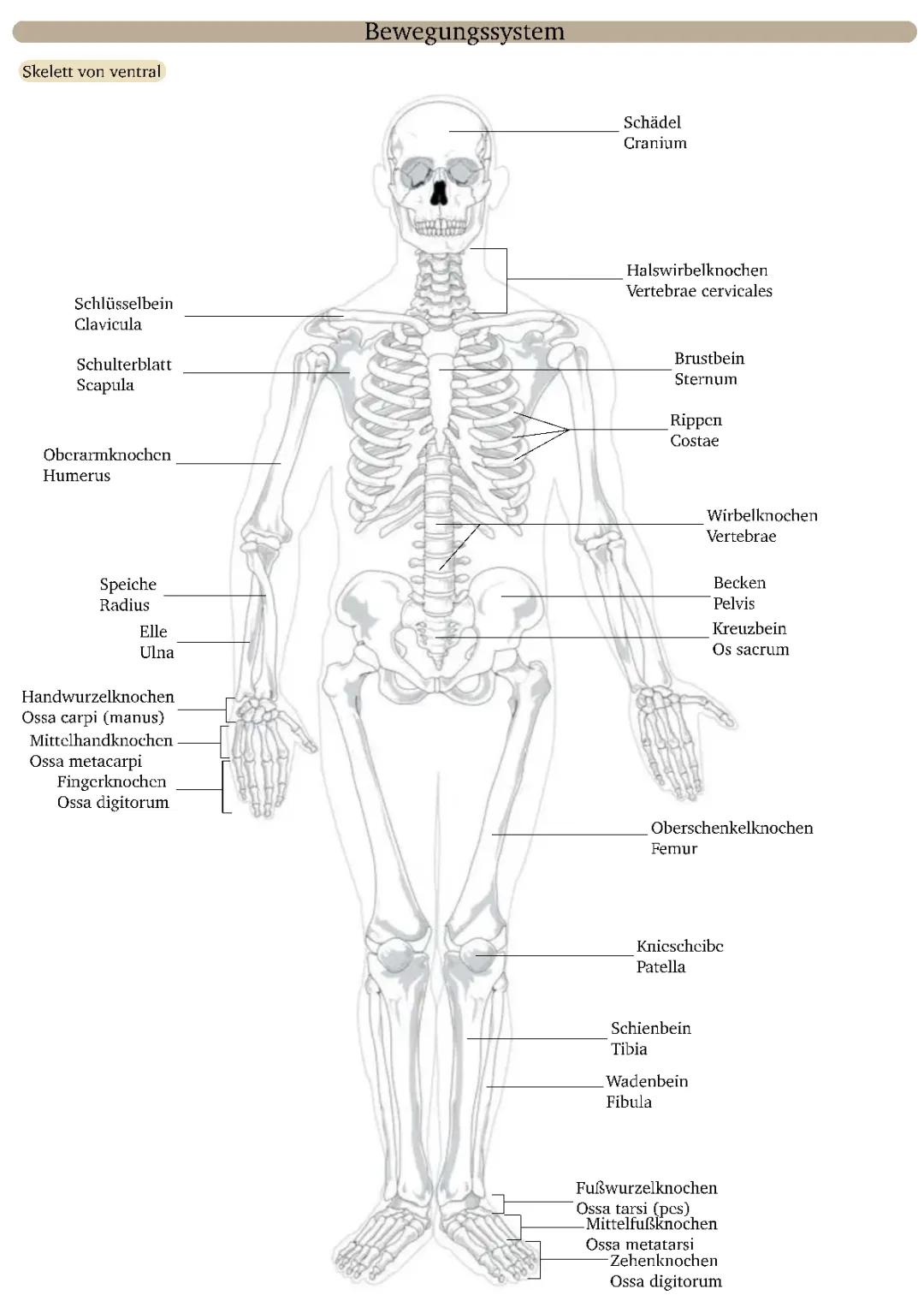 Allgemeine Anatomie Skelett