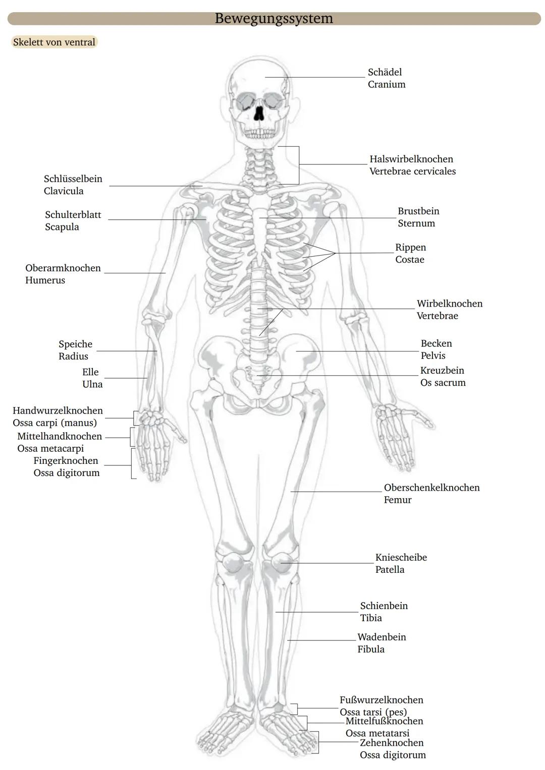 Skelett von ventral
Schlüsselbein
Clavicula
Schulterblatt
Scapula
Oberarmknochen
Humerus
Speiche
Radius
Elle
Ulna
Handwurzelknochen
Ossa car