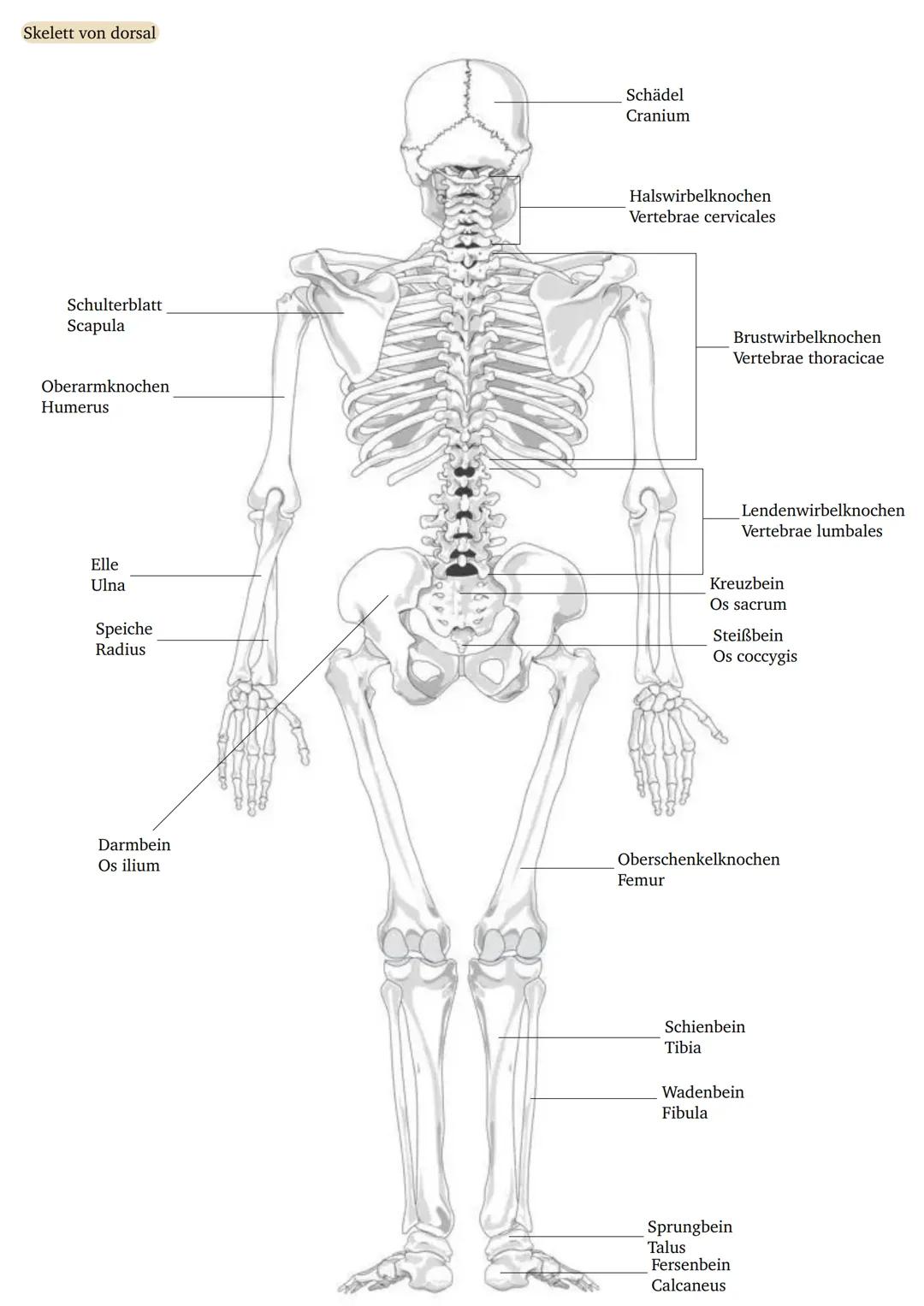 Skelett von ventral
Schlüsselbein
Clavicula
Schulterblatt
Scapula
Oberarmknochen
Humerus
Speiche
Radius
Elle
Ulna
Handwurzelknochen
Ossa car