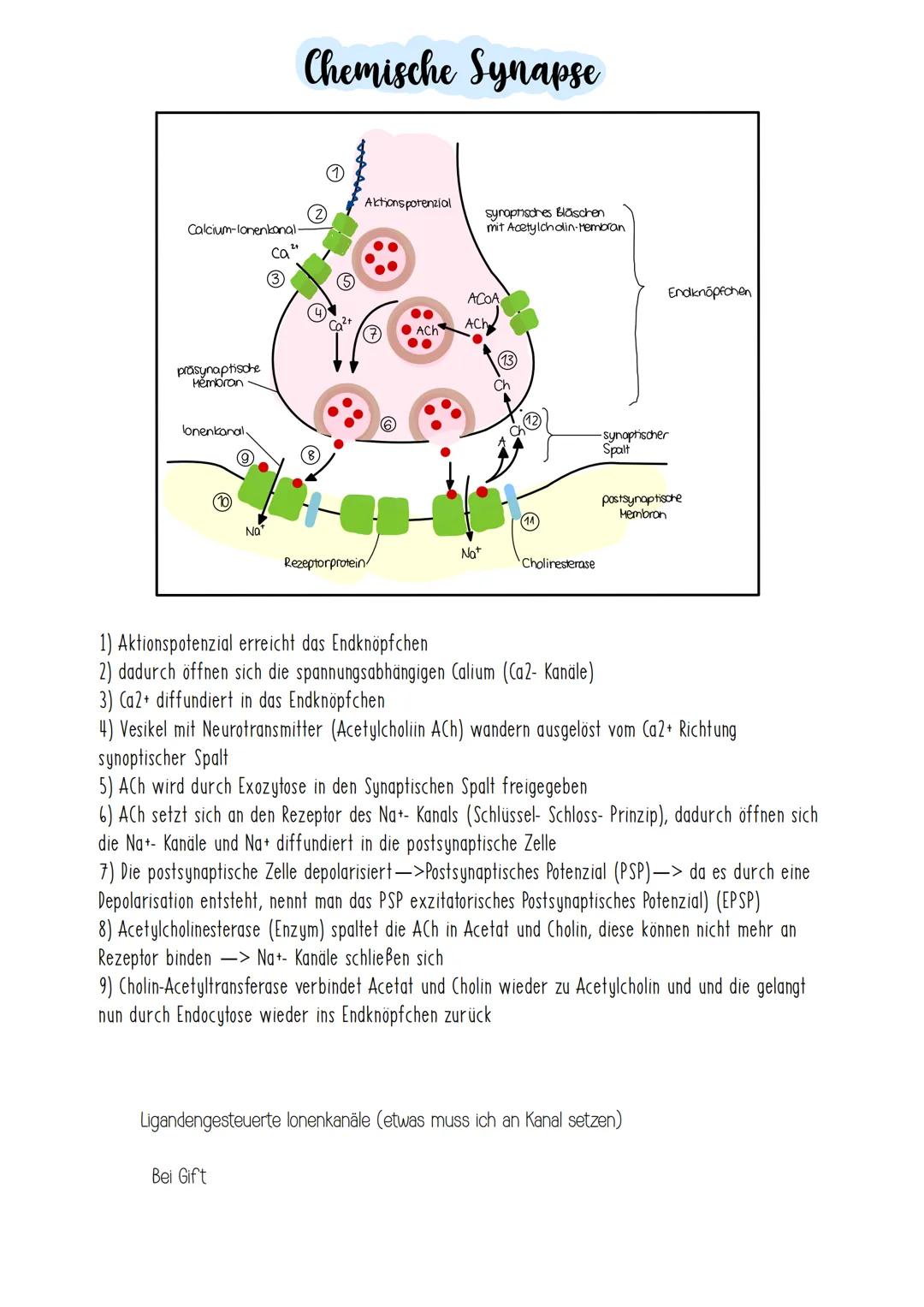 # Chemische Synapse
Calcium-lonenkanal
ca
3
prosynaptische
Hembran
①
Aktionspotenzial
2
syropisches Bläschen
mit Acetylcholin-Memora