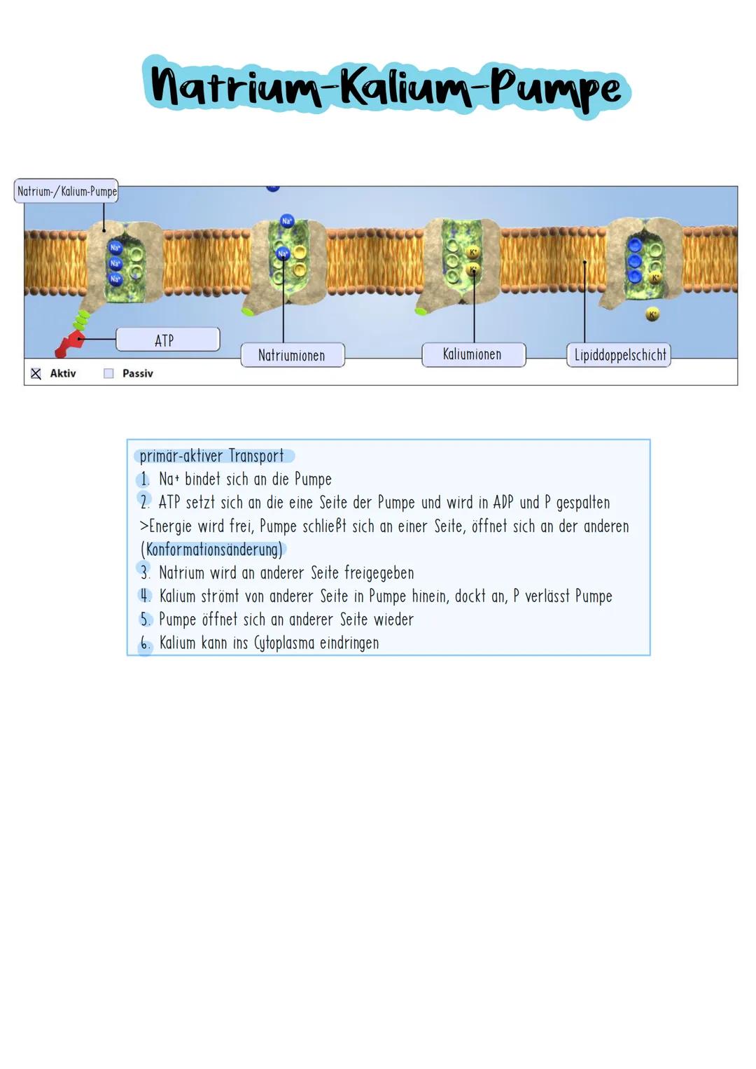 # Chemische Synapse
Calcium-lonenkanal
ca
3
prosynaptische
Hembran
①
Aktionspotenzial
2
syropisches Bläschen
mit Acetylcholin-Memora
