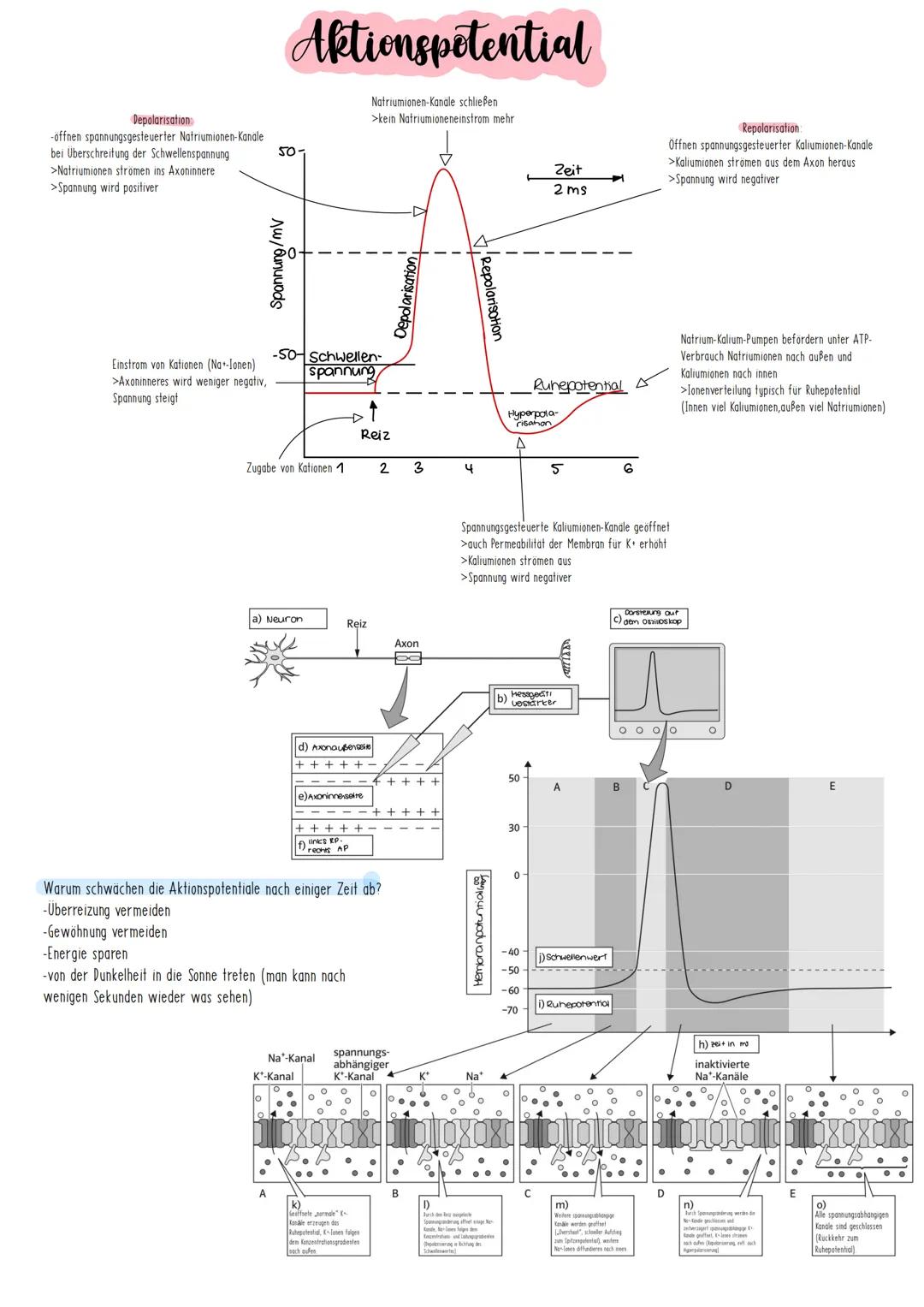 # Chemische Synapse
Calcium-lonenkanal
ca
3
prosynaptische
Hembran
①
Aktionspotenzial
2
syropisches Bläschen
mit Acetylcholin-Memora