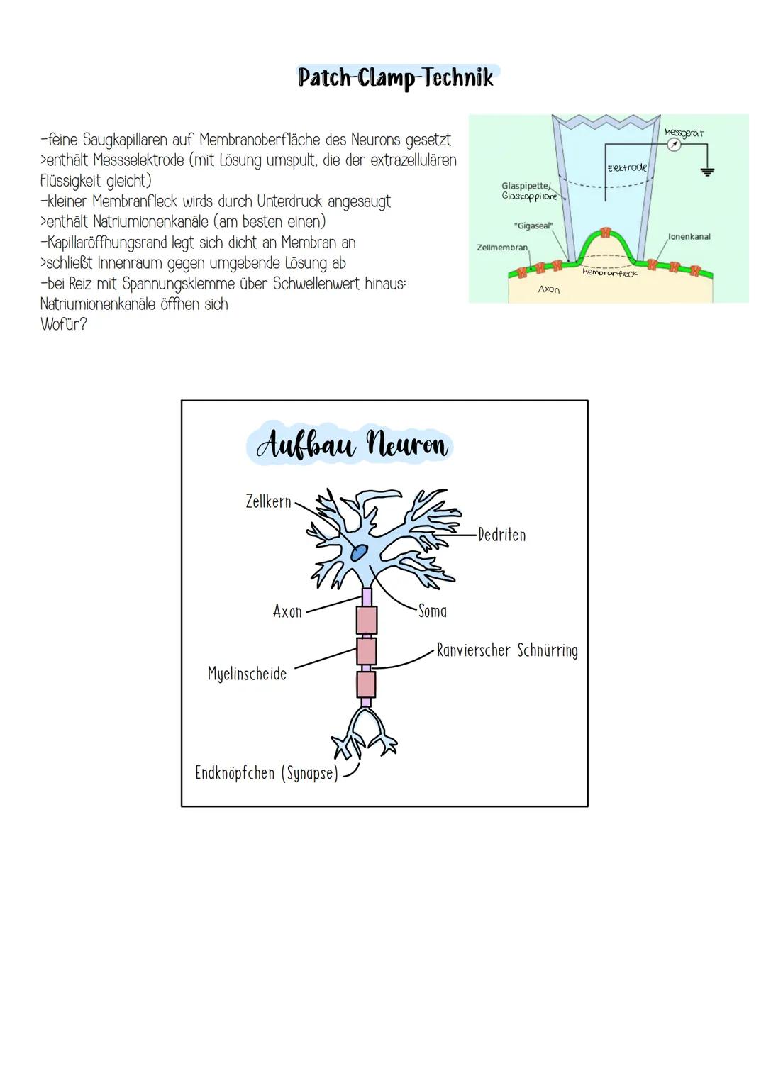 # Chemische Synapse
Calcium-lonenkanal
ca
3
prosynaptische
Hembran
①
Aktionspotenzial
2
syropisches Bläschen
mit Acetylcholin-Memora