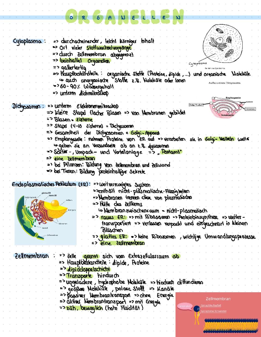 Organellen der Zelle