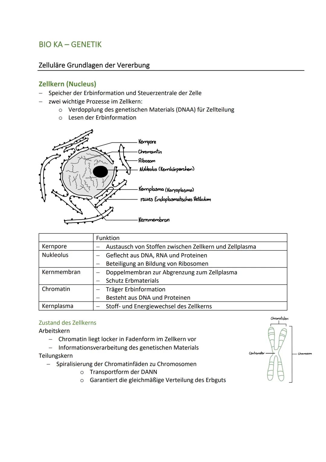 BIO KA-GENETIK
Zelluläre Grundlagen der Vererbung
Zellkern (Nucleus)
Speicher der Erbinformation und Steuerzentrale der Zelle
zwei wichtige