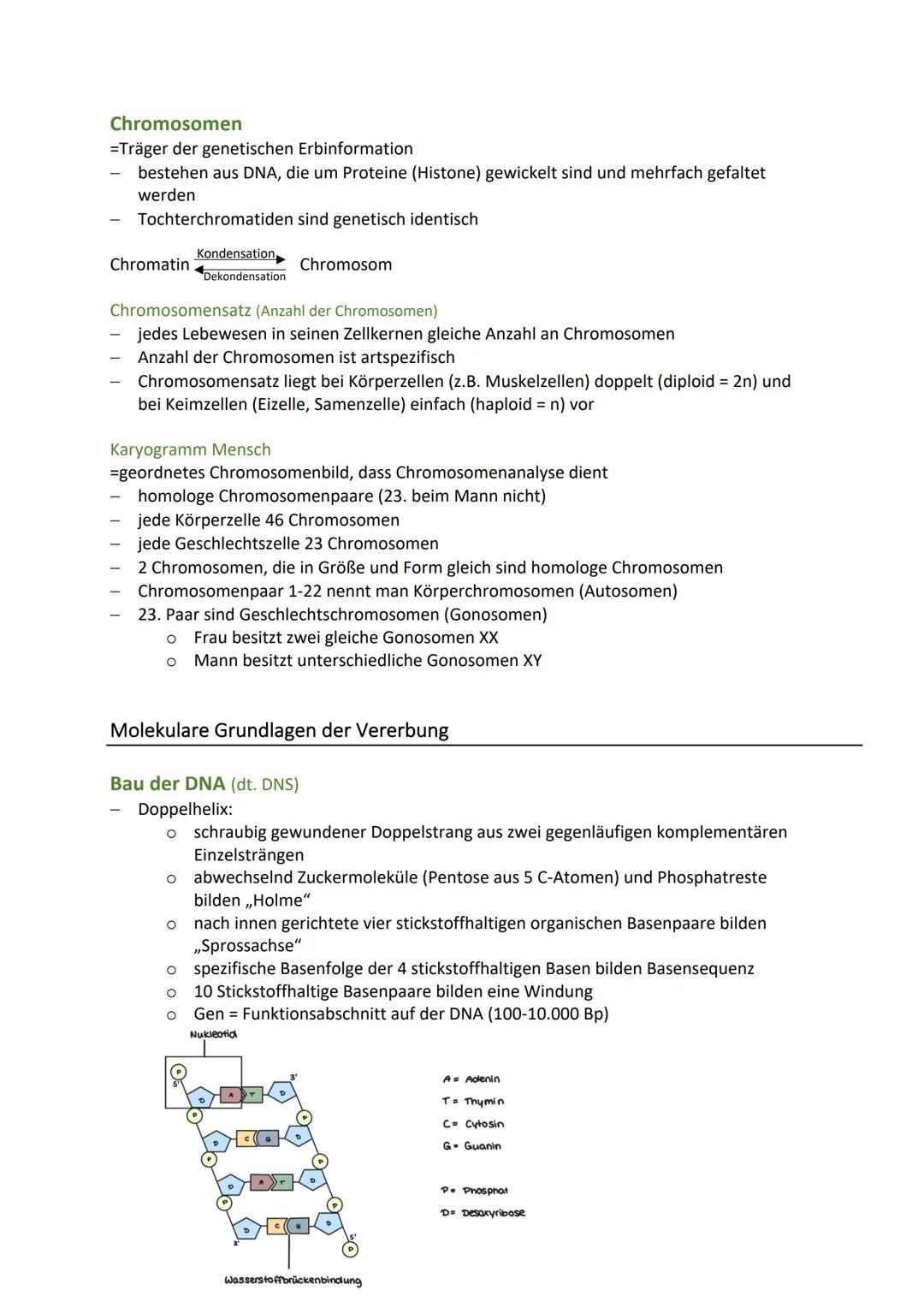 BIO KA-GENETIK
Zelluläre Grundlagen der Vererbung
Zellkern (Nucleus)
Speicher der Erbinformation und Steuerzentrale der Zelle
zwei wichtige