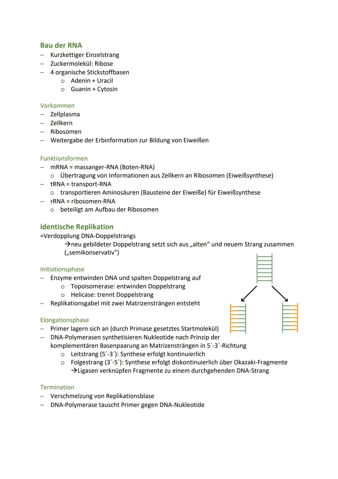 BIO KA-GENETIK
Zelluläre Grundlagen der Vererbung
Zellkern (Nucleus)
Speicher der Erbinformation und Steuerzentrale der Zelle
zwei wichtige