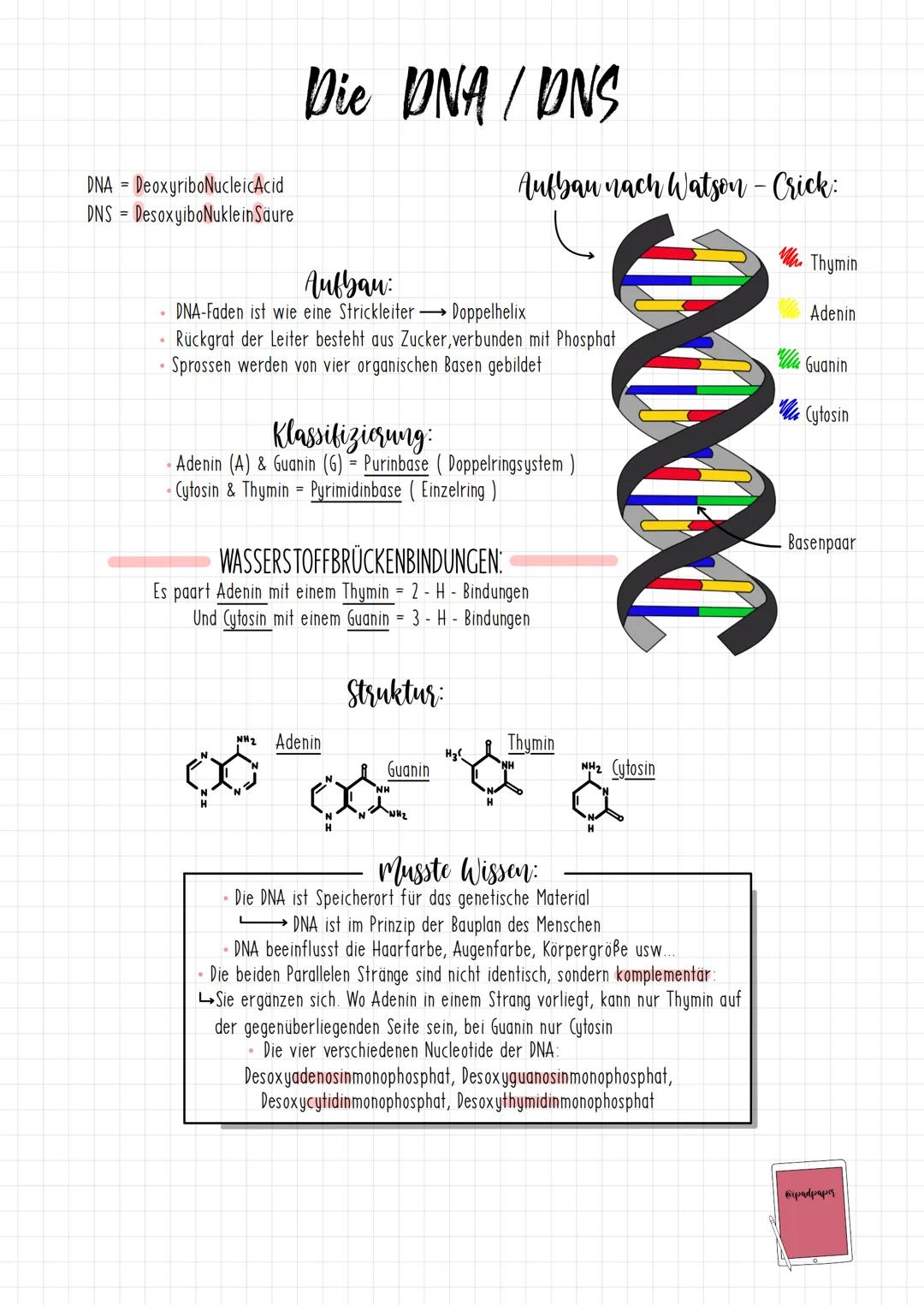 DNA
DeoxyriboNucleic Acid
DNS DesoxyiboNuklein Säure
=
●
。
Die DNA / DNS
Aufbau:
DNA-Faden ist wie eine Strickleiter Doppelhelix
Rückgrat de