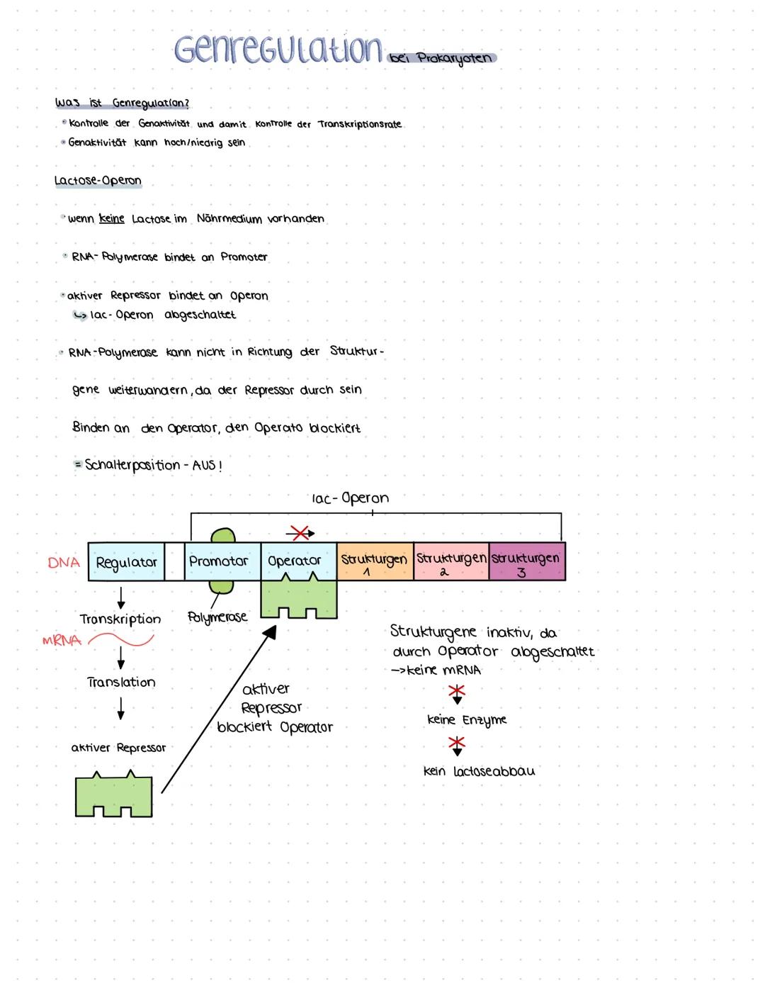 wenn kein Tryptophan vorhanden ist
TRYPTOPHAN-OPERON Genregulation bei Prokaryoten
• RNA- Polymerase bindet an Promoter
Genrepression - Endp