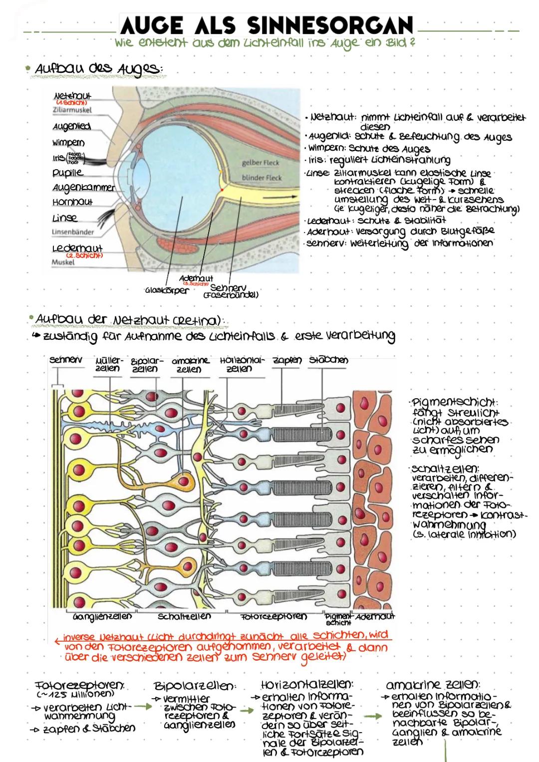 Auge - Neurobiologie (LK)
