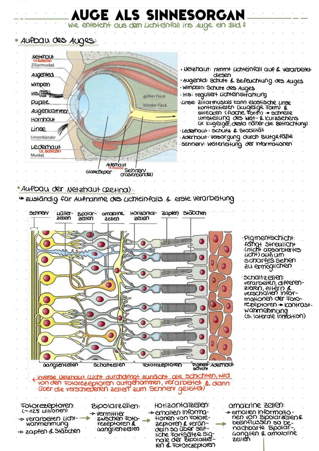 Aufbau des Auges:
Netzhaut
1.Schicht)
Ziliarmuskel
Augenlied
Wimpern
Iris
hodt
pupille
AUGE ALS SINNESORGAN
´Wie entsteht aus dem Lichtelnfa