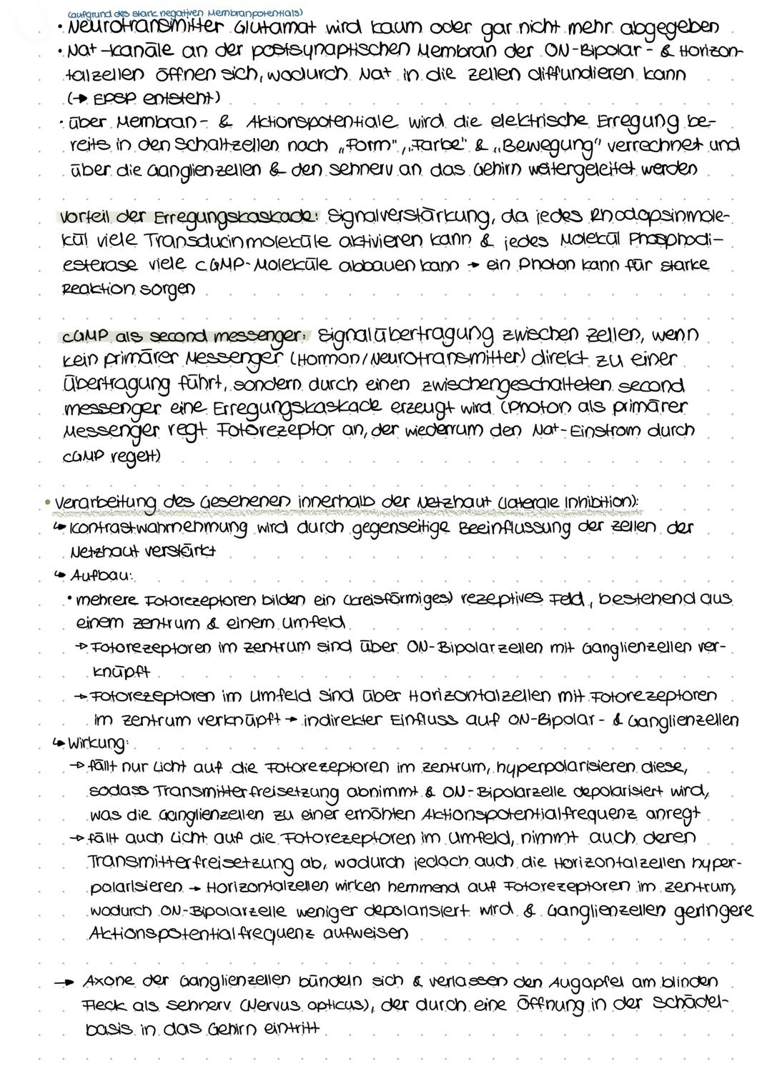 Aufbau des Auges:
Netzhaut
1.Schicht)
Ziliarmuskel
Augenlied
Wimpern
Iris
hodt
pupille
AUGE ALS SINNESORGAN
´Wie entsteht aus dem Lichtelnfa