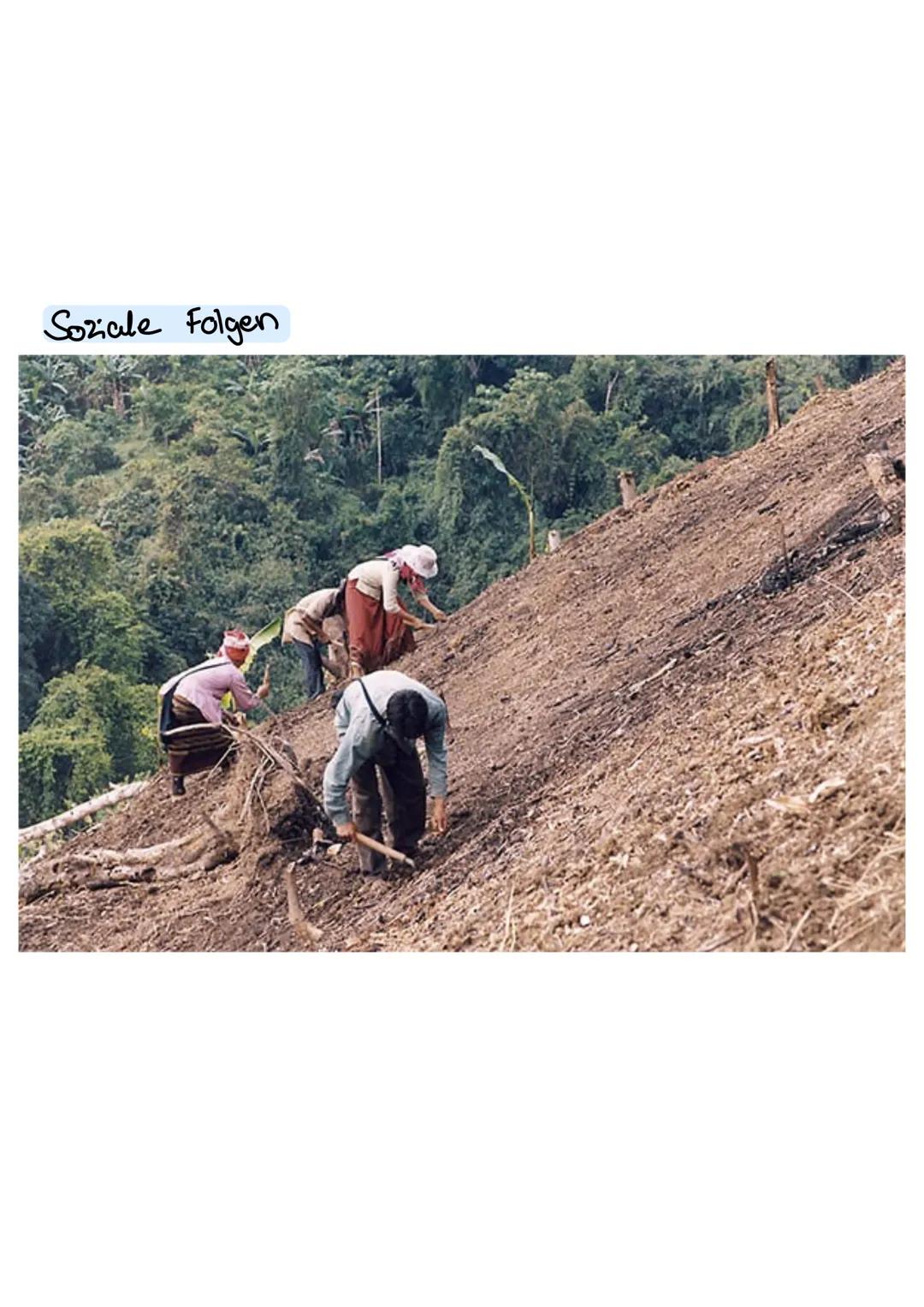 Feldanbau
Schritt 4:
Fläche
esholt
sich
(6 bis 12 Jane)
Schritt 1:
Rodung
Schritt 2:
Anbau
Schritt 3:
Feld in Brache
legen
zu einem neven
Fe