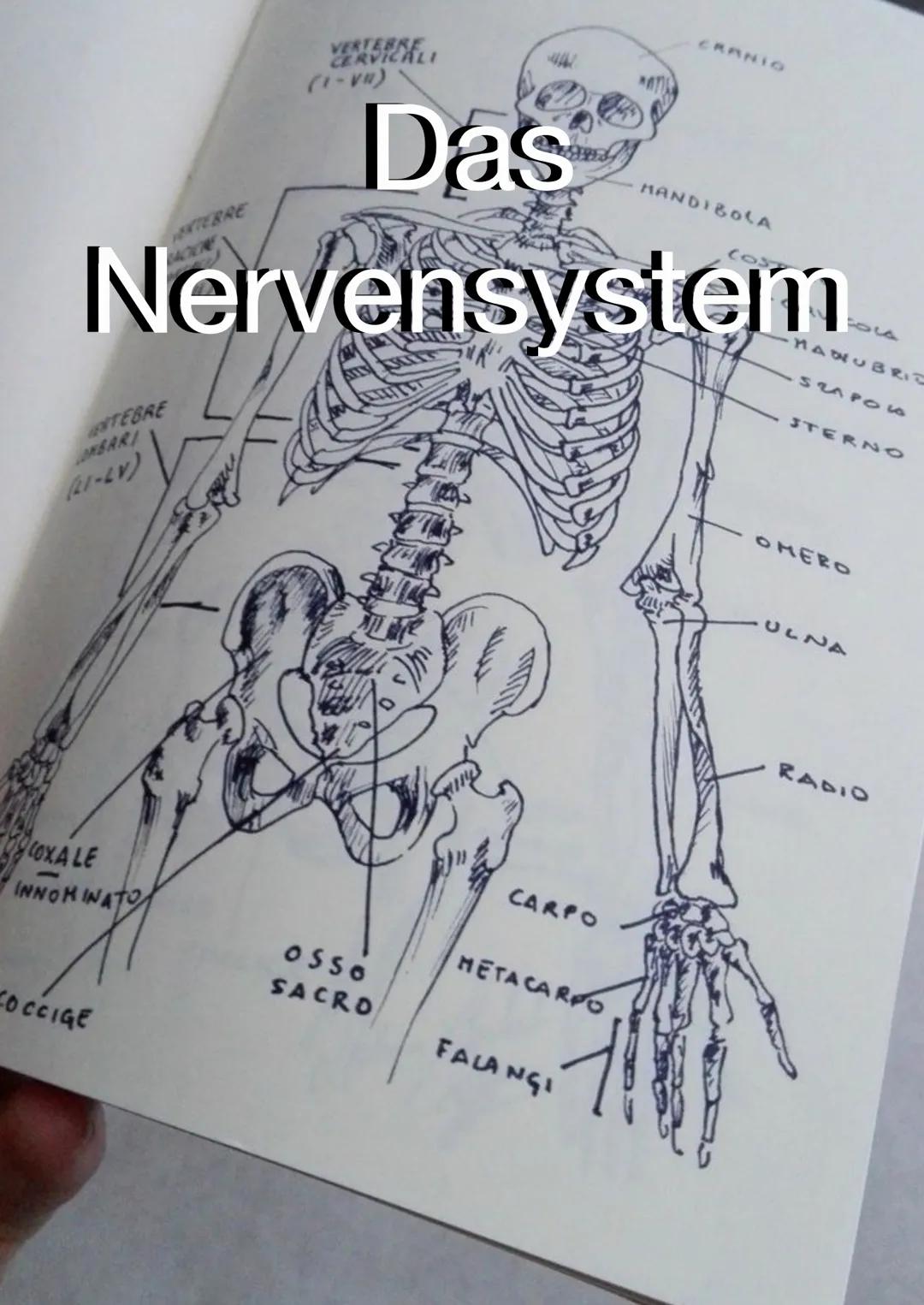 Wie das Nervensystem funktioniert: Bau, Synapsen und ihre Gifte