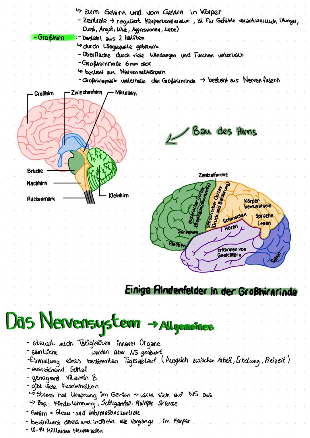 CRANIO
EXTEBRE
CERVICALI
CER
(1-0)
Das
MANDIBOLA
Nervensystem
MANUBRに
SEAPO
STERNO
ERTEBRE
LOMBARI
(L1-LV)
COXA LE
INNOMINATO
COCC