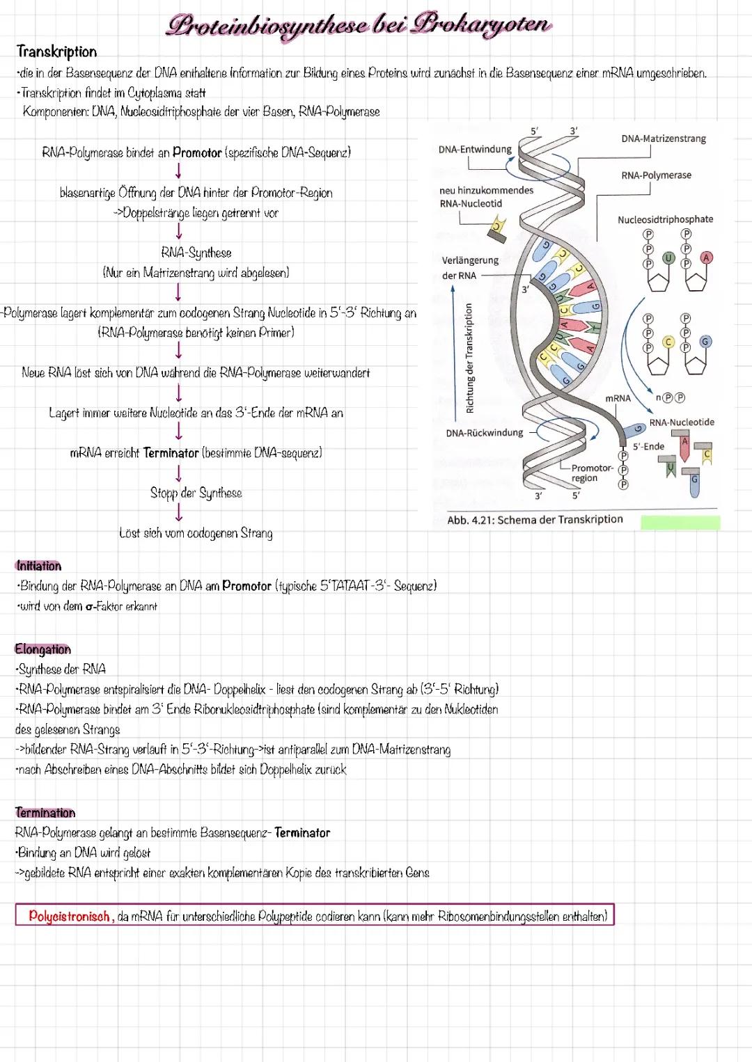 Proteinbiosynthese bei Prokaryoten