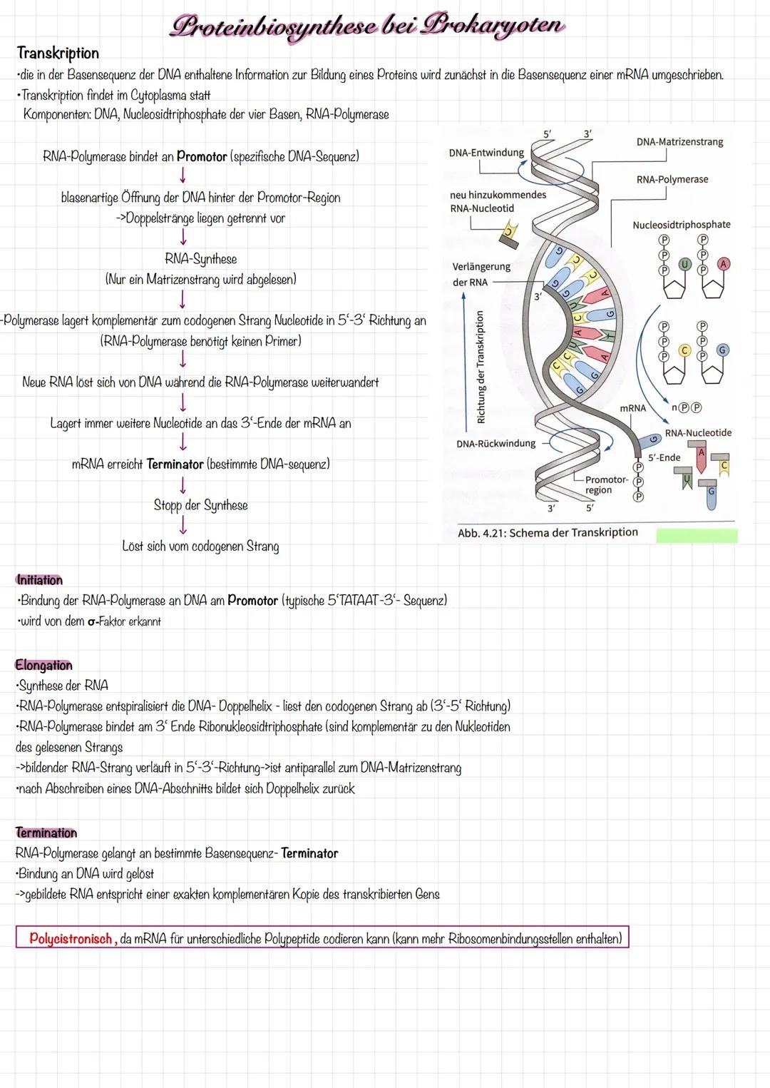 Proteinbiosynthese bei Prokaryoten
Transkription
die in der Basensequenz der DNA enthaltene Information zur Bildung eines Proteins wird zunä