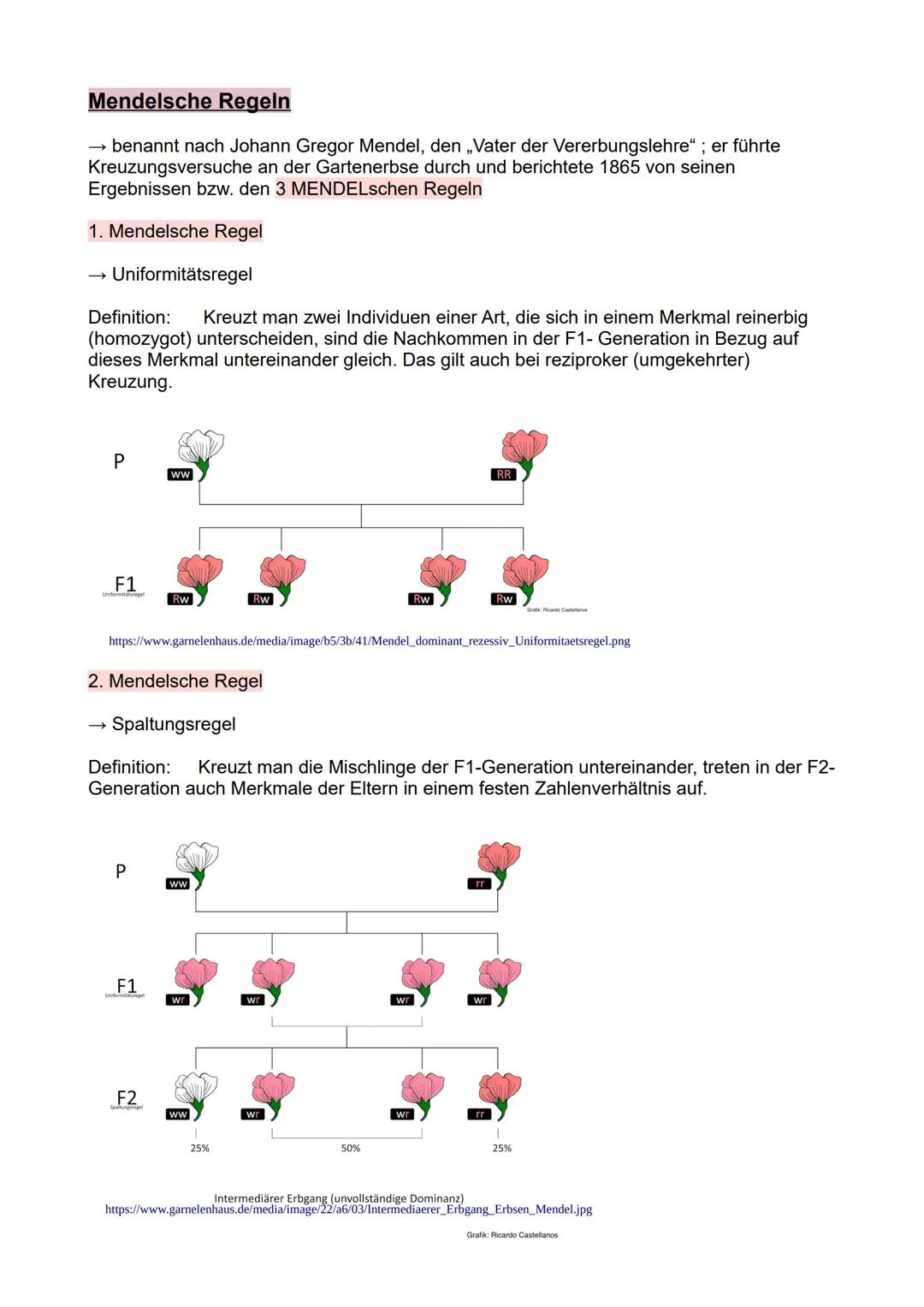 # Mendelsche Regeln
benannt nach Johann Gregor Mendel, den „Vater der Vererbungslehre"; er führte
Kreuzungsversuche an der Gartenerbse durc