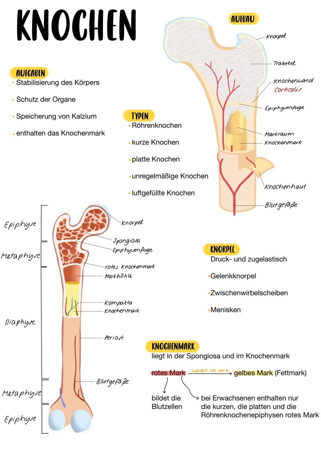 •
KNOCHEN
AUFGABEN
Stabilisierung des Körpers
Schutz der Organe
Speicherung von Kalzium
enthalten das Knochenmark
Epiphyve
Metaphyse
Diaphys