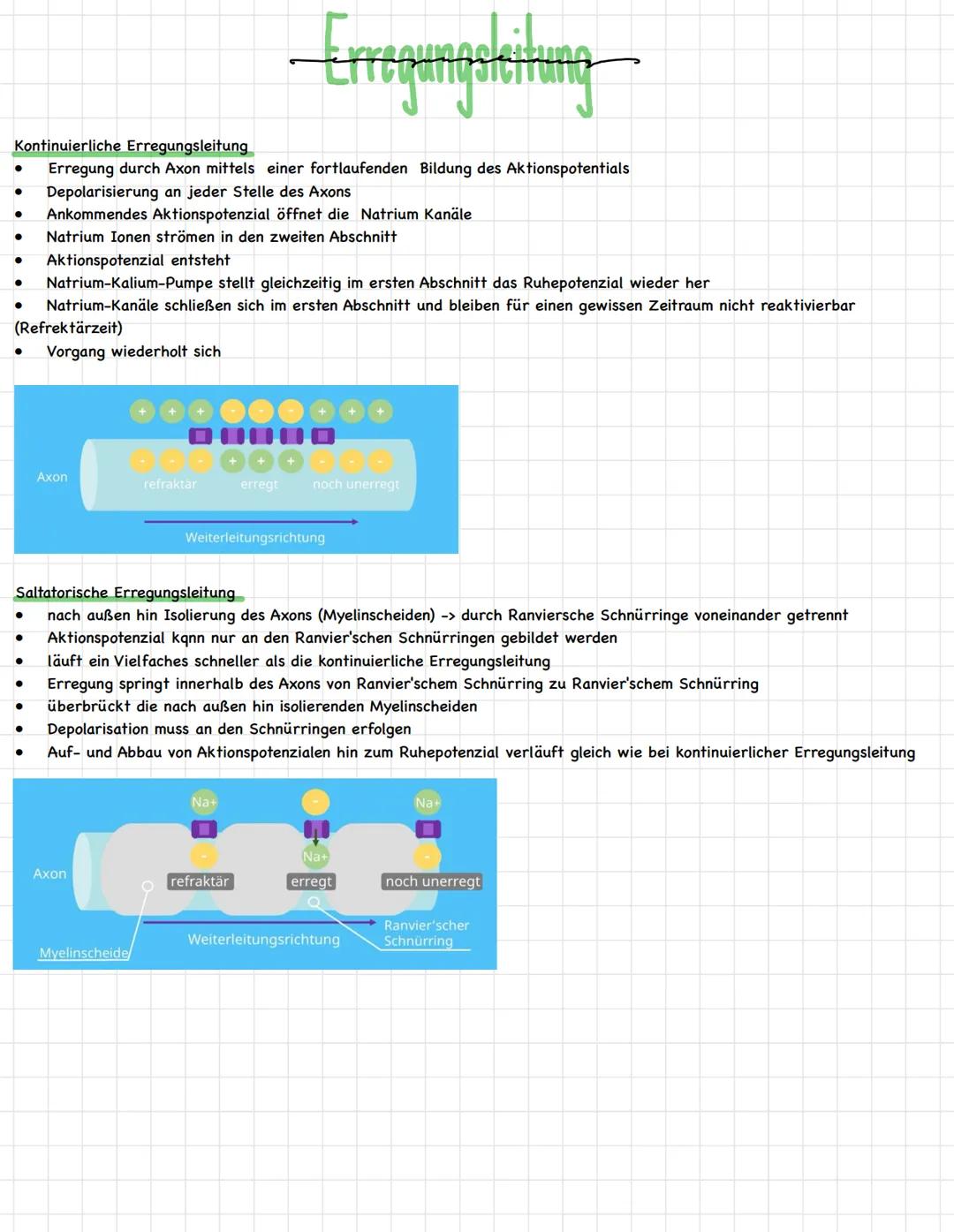 # Erregungsleitung
Kontinuierliche Erregungsleitung
* Erregung durch Axon mittels einer fortlaufenden Bildung des Aktionspotentials
* D