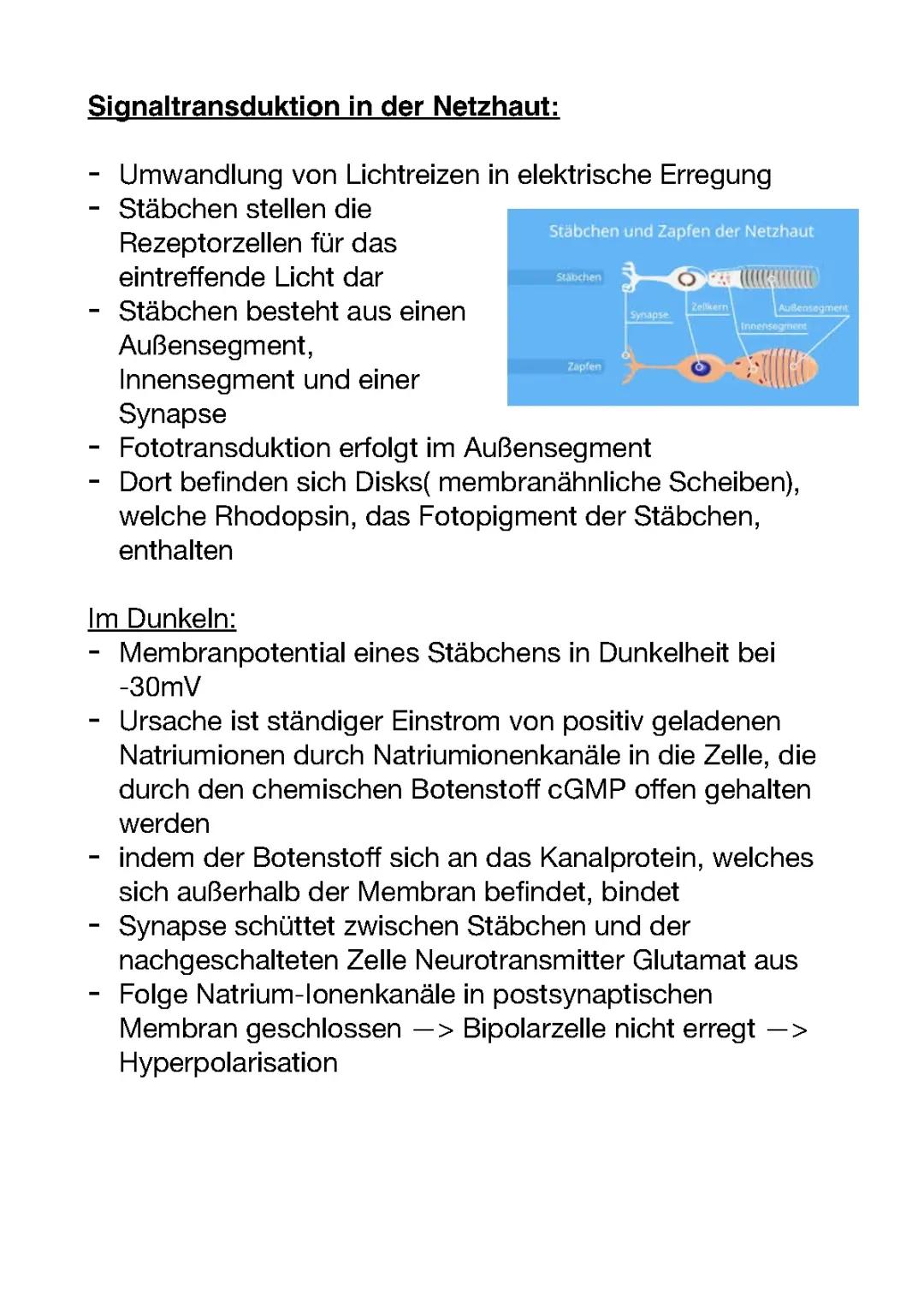 Signaltransduktion in der Netzhaut/Auge