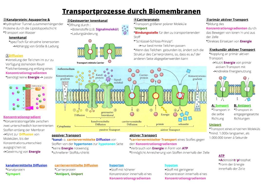 Transportprozesse durch Biomembranen
