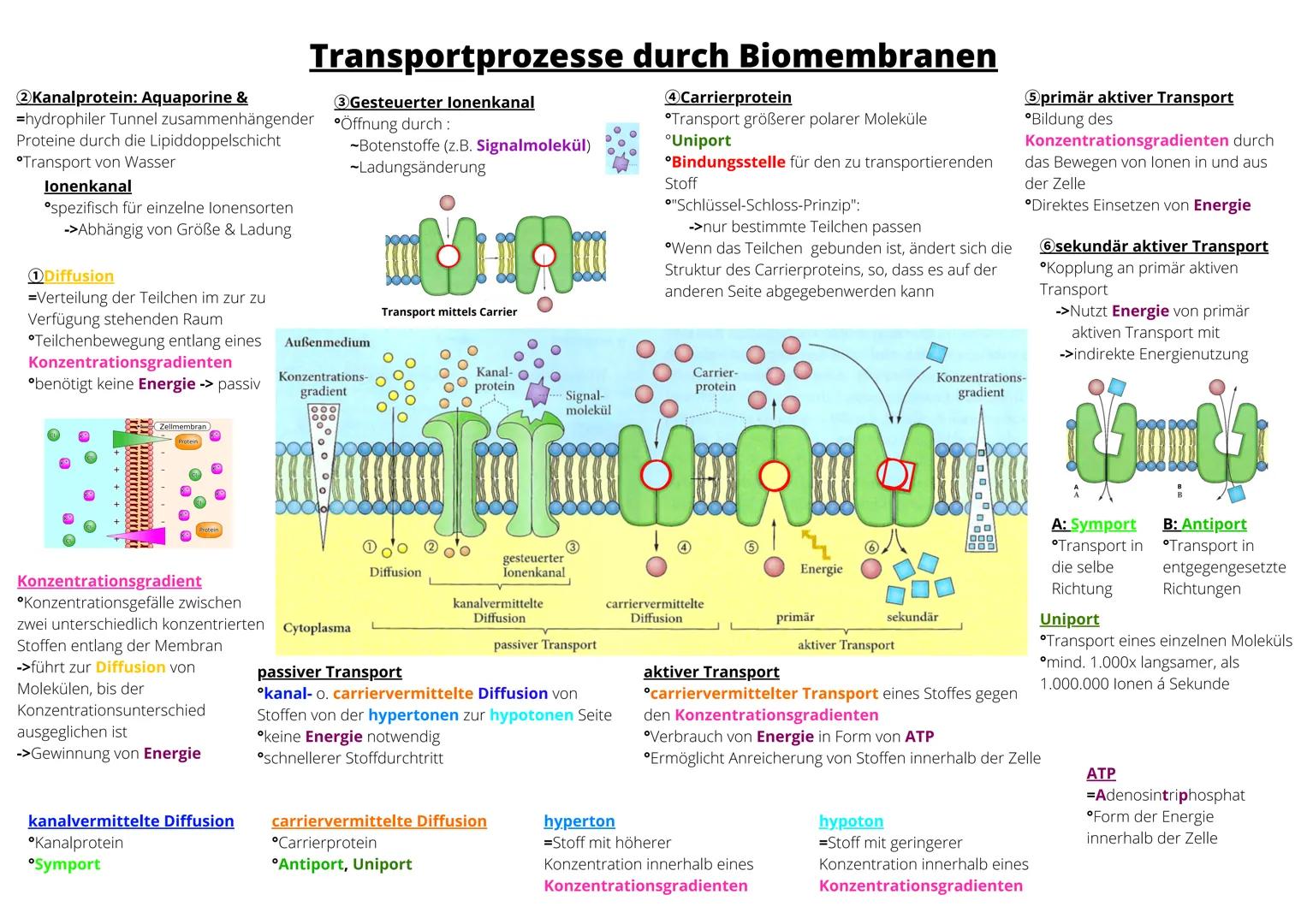 2 Kanalprotein: Aquaporine &
=hydrophiler Tunnel zusammenhängender
Proteine durch die Lipiddoppelschicht
Transport von Wasser
lonenkanal
°sp