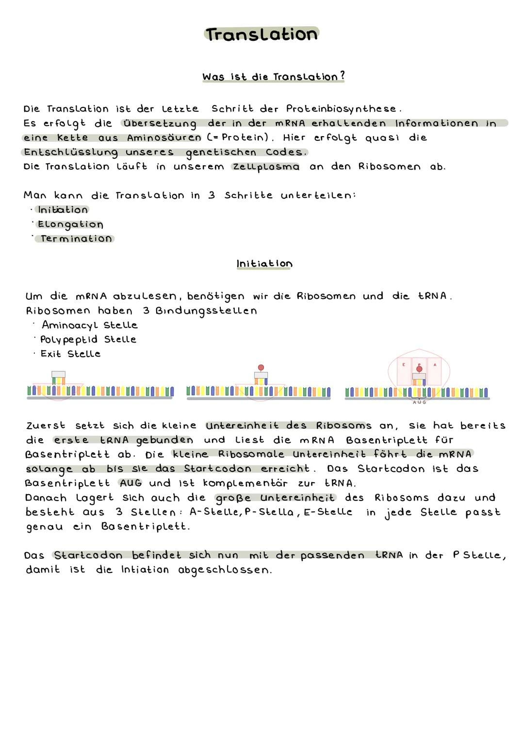 Die Translation ist der letzte
Schritt der Proteinbiosynthese.
Es erfolgt die Übersetzung der in der mRNA erhaltenden Informationen in
eine