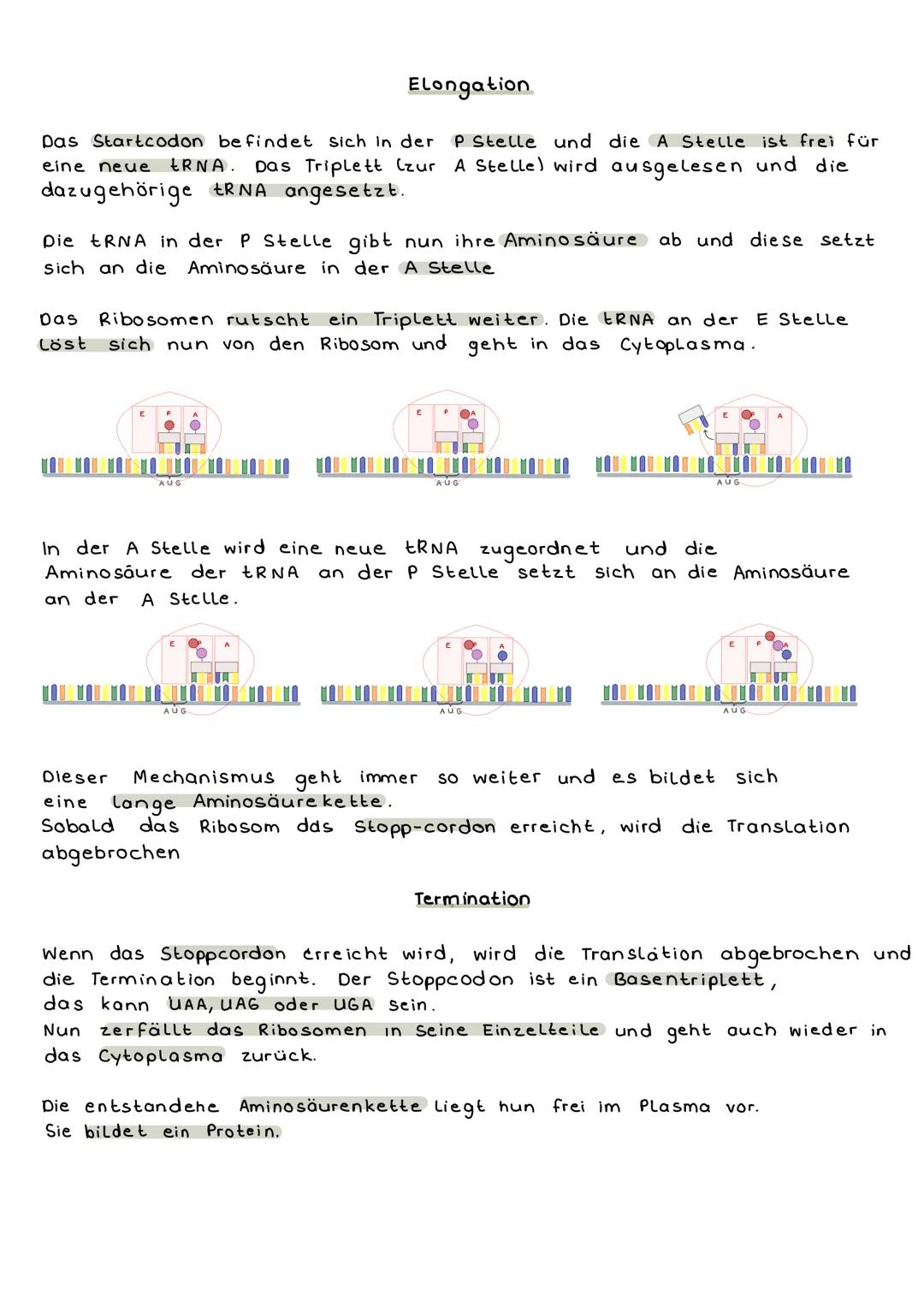 Die Translation ist der letzte
Schritt der Proteinbiosynthese.
Es erfolgt die Übersetzung der in der mRNA erhaltenden Informationen in
eine