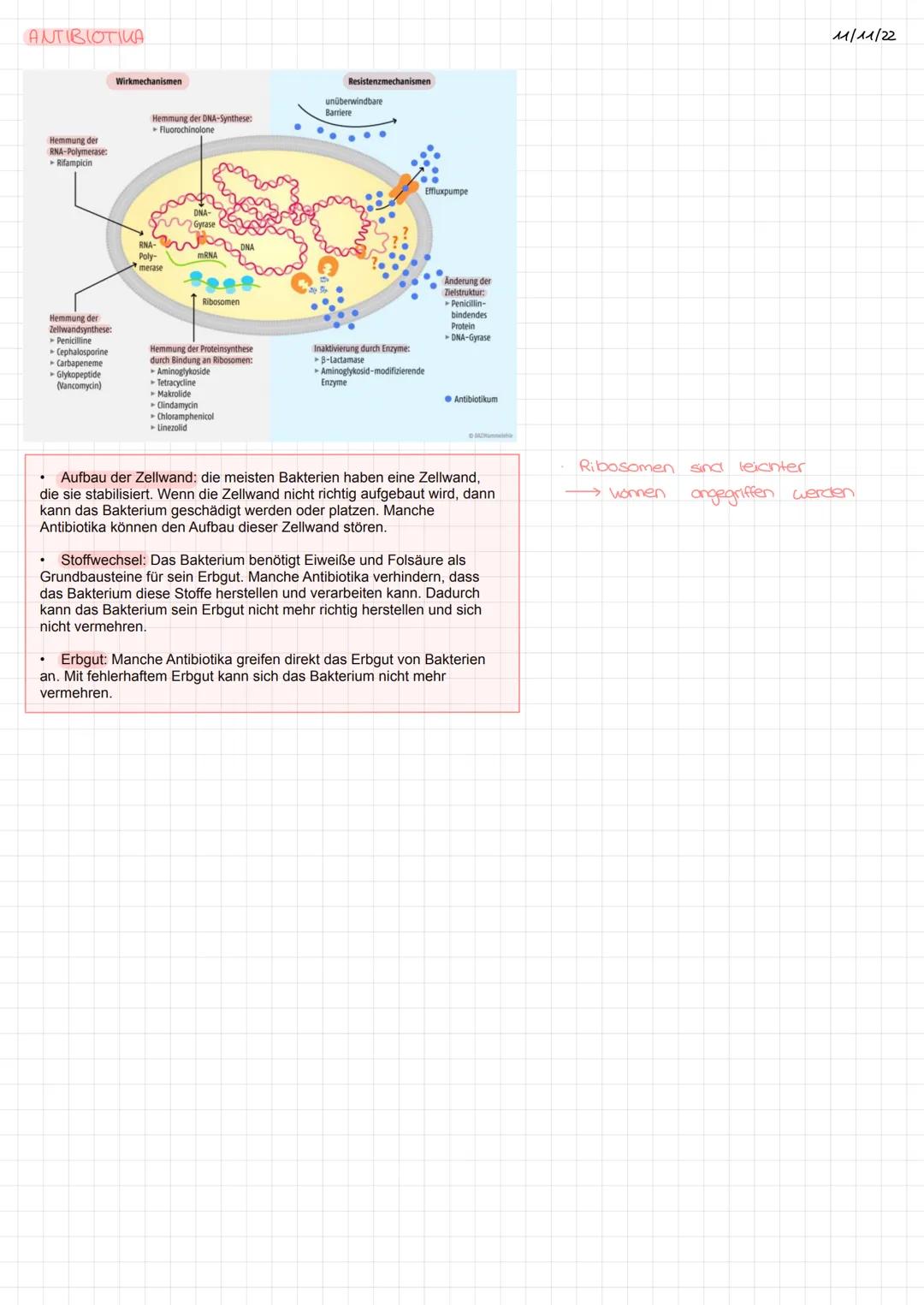 # ANTIBIOTIΚΑ
Hemmung der
RNA-Polymerase:
* Rifampicin
Wirkmechanismen
Hemmung der DNA-Synthese:
* Fluorochinolone
Resistenzmechanismen