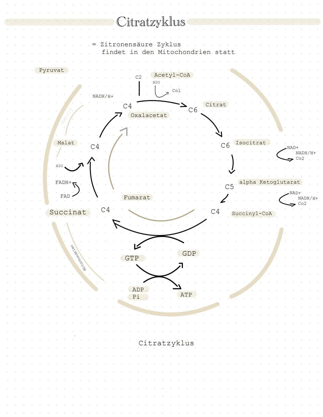 Pyruvat
Citratzyklus
= Zitronensäure Zyklus
findet in den Mitochondrien statt
C2
Acetyl-CoA
H2O
Col
NADH/H+
C4
Citrat
C6
Oxalacetat
Ma