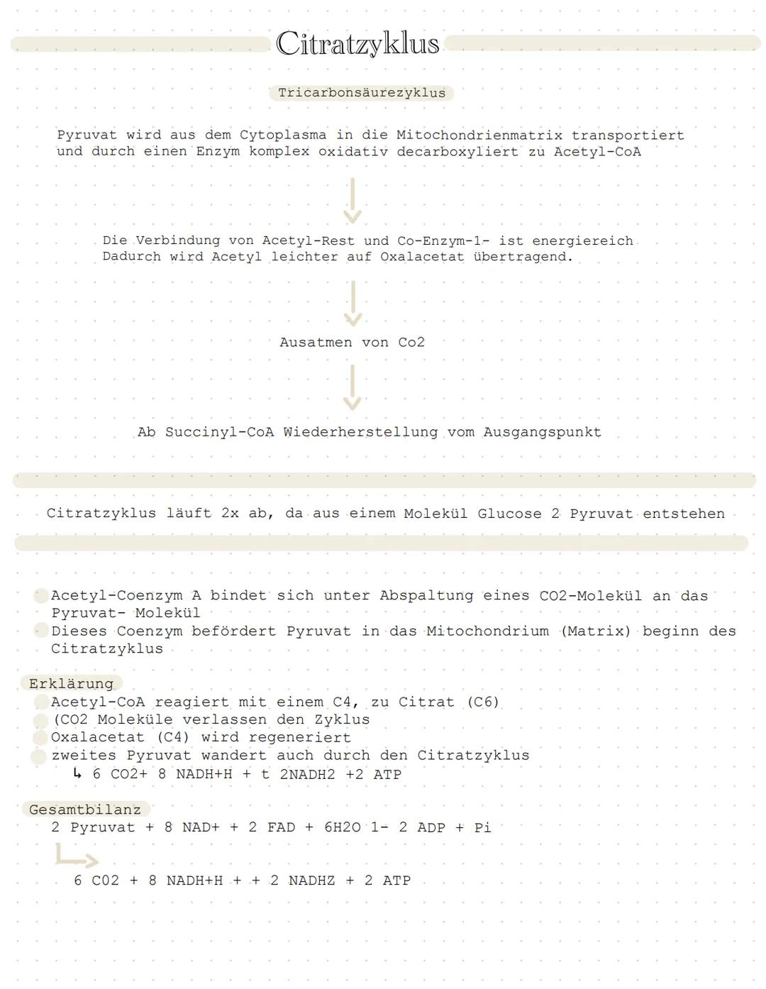 Pyruvat
Citratzyklus
= Zitronensäure Zyklus
findet in den Mitochondrien statt
C2
Acetyl-CoA
H2O
Col
NADH/H+
C4
Citrat
C6
Oxalacetat
Ma