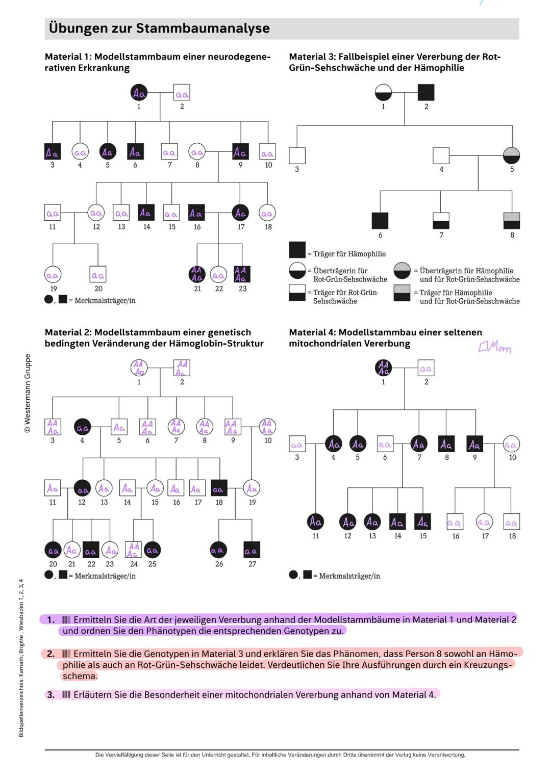 Westermann Gruppe
Bildquellenverzeichnis: Karnath, Brigitte, Wiesbaden 1, 2, 3, 4
Übungen zur Stammbaumanalyse
Material 1: Modellstammbaum e