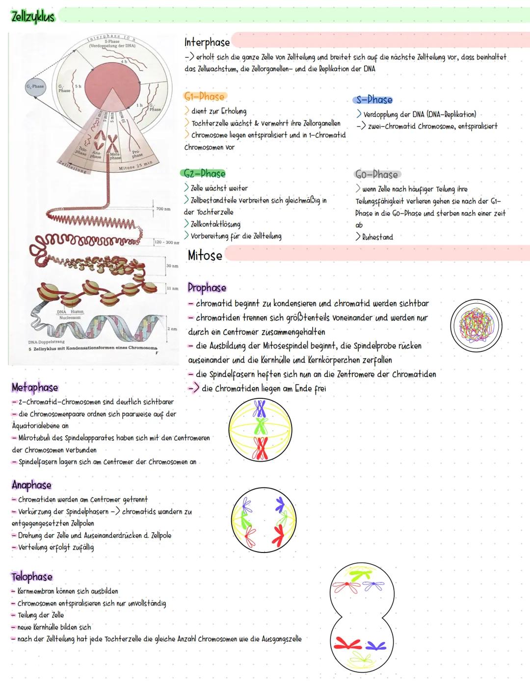 Zellzyklus
G. Phase
Phase
5 h
Metaphase
-
Interphase 10
S-Phase
(Verdoppelung der DNA)
Telo Ana
se phase
Zellte
liteilung
DNA Histon
Nucleos