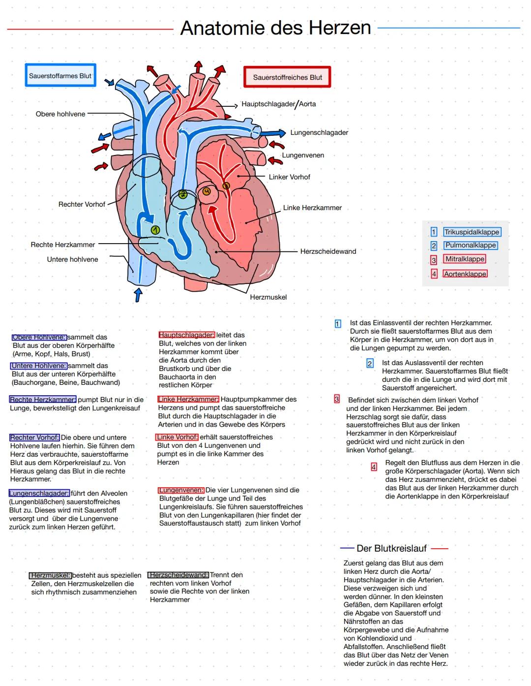 # Anatomie des Herzen
Sauerstoffarmes Blut
Obere hohlvene
Rechter Vorhof
Rechte Herzkammer
Untere hohlvene
Sauerstoffreiches Blut
Hau