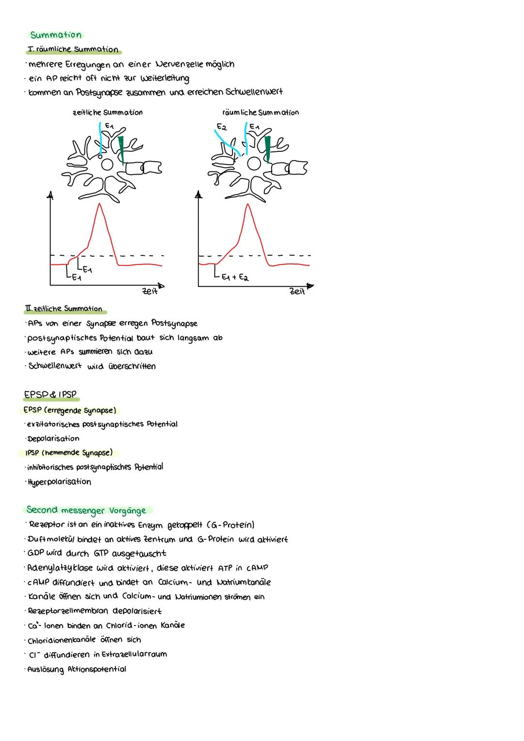 # Biologie Q3 - Neurobiologie
## Q3.1 Neurobiologie
Bau der Nervenzelle
Dendrit
synaptisches Endiknöpfchen
* sofortige Reaktion
* Komm